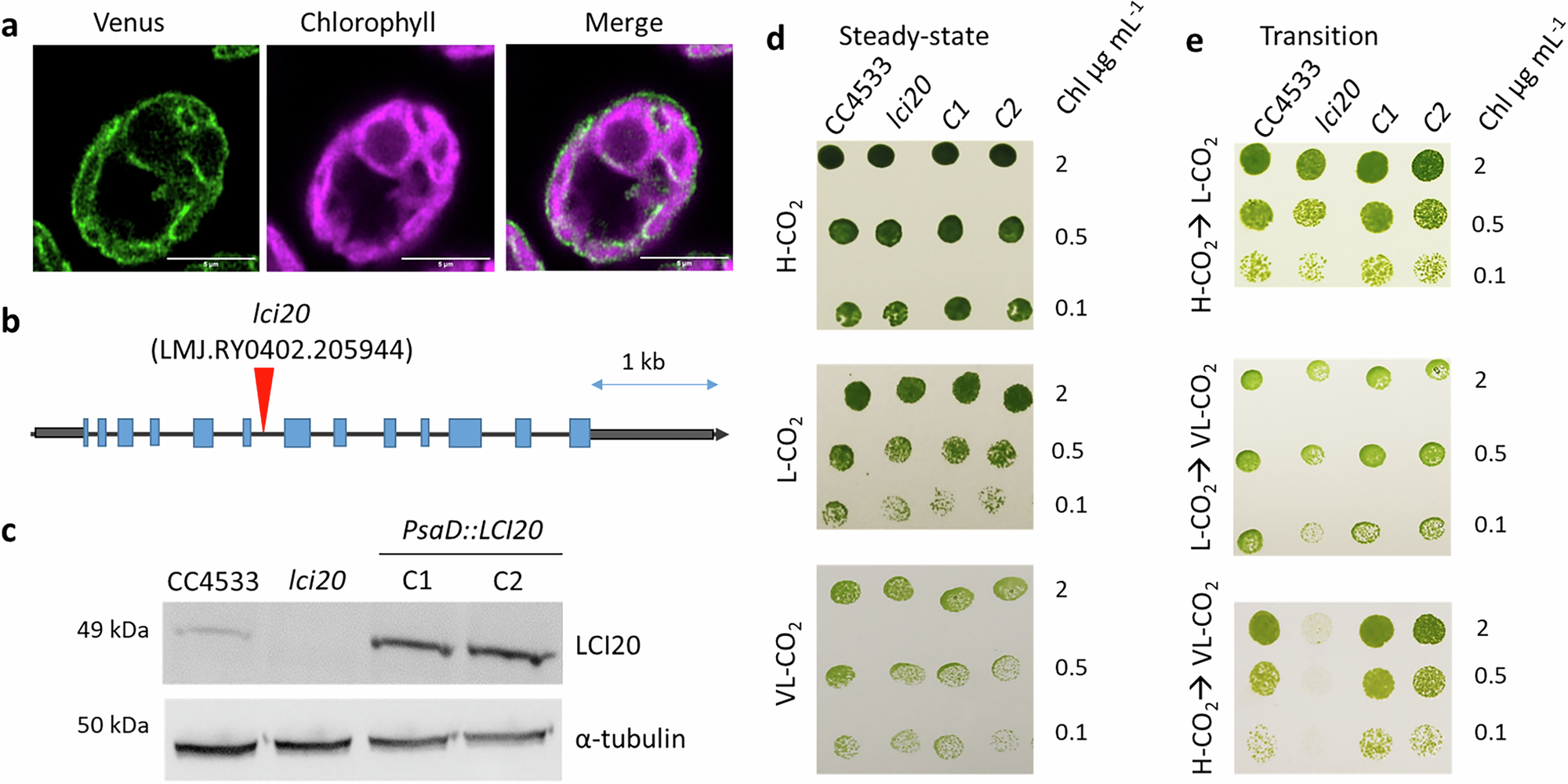 Fig. 1: LCI20 subcellular localization, characterization and complementation of a lci20 insertional mutant.