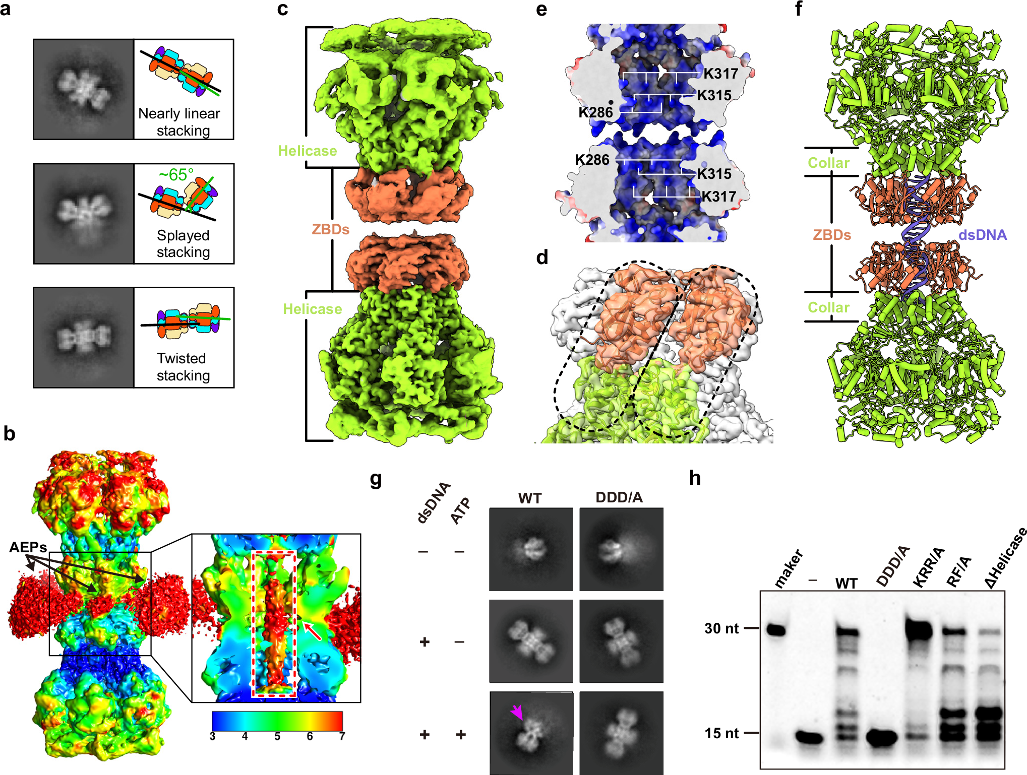 Fig. 5: E5 double hexamer formation, overall structure and rupture.