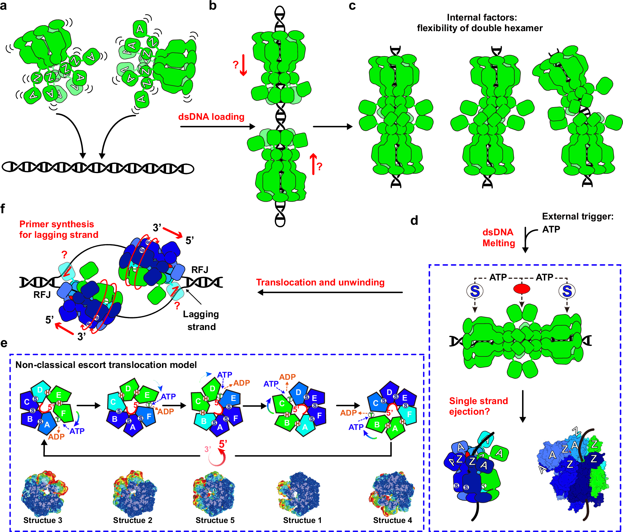 Fig. 6: Graphic models of E5-mediated initiation of viral genome replication.
