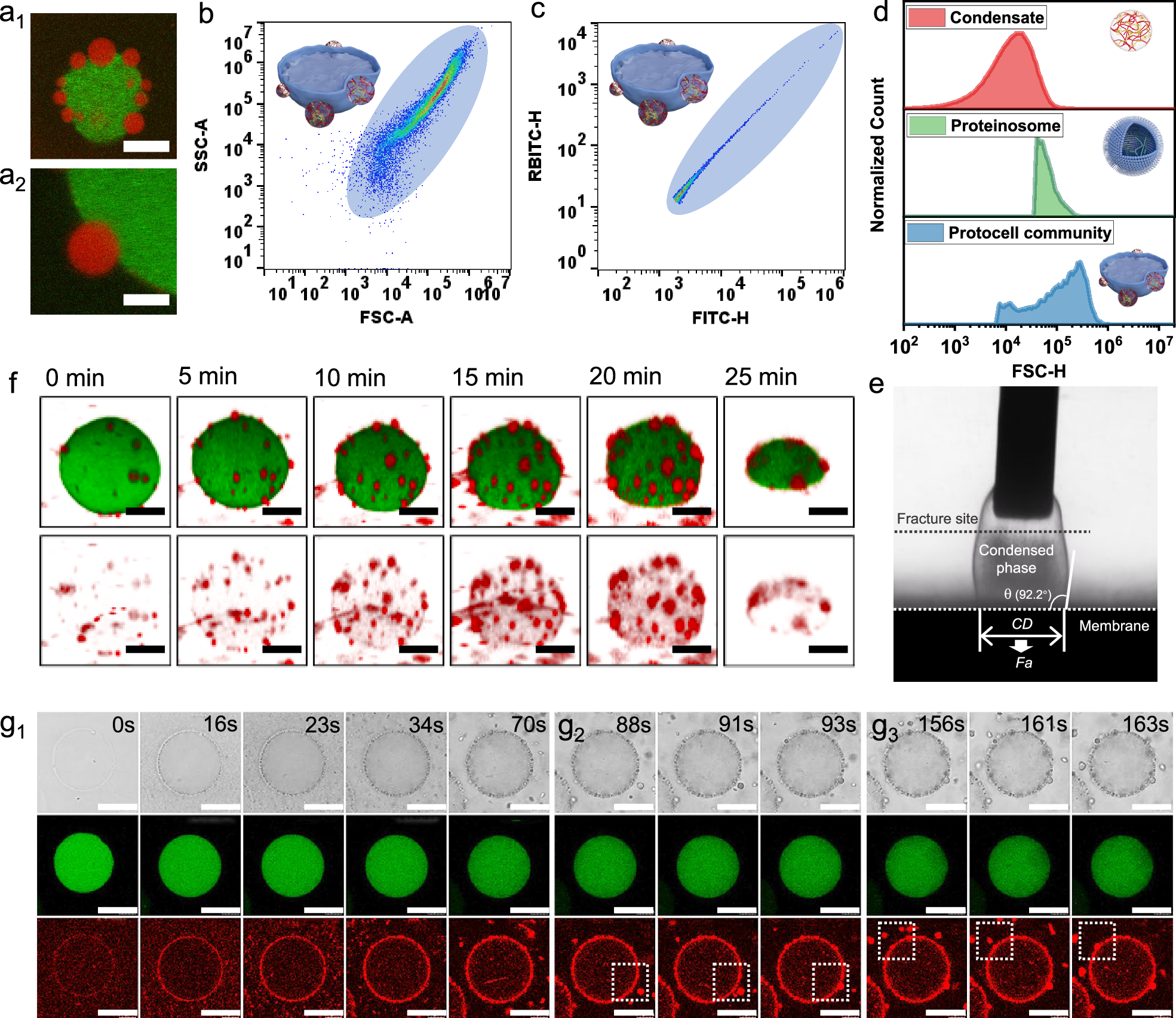 Fig. 2: Dynamic assembly of condensates around proteinosomes.