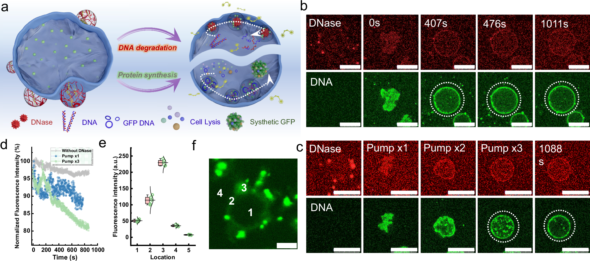 Fig. 6: Condensate pump-mediated biological processes.