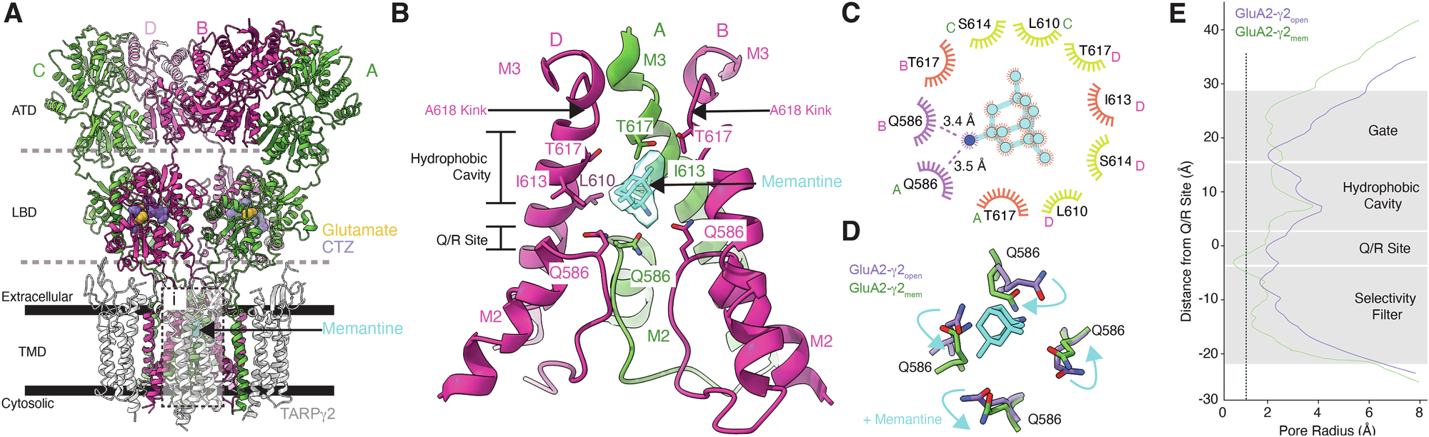 Fig. 3: Memantine block revealed by Cryo-EM.