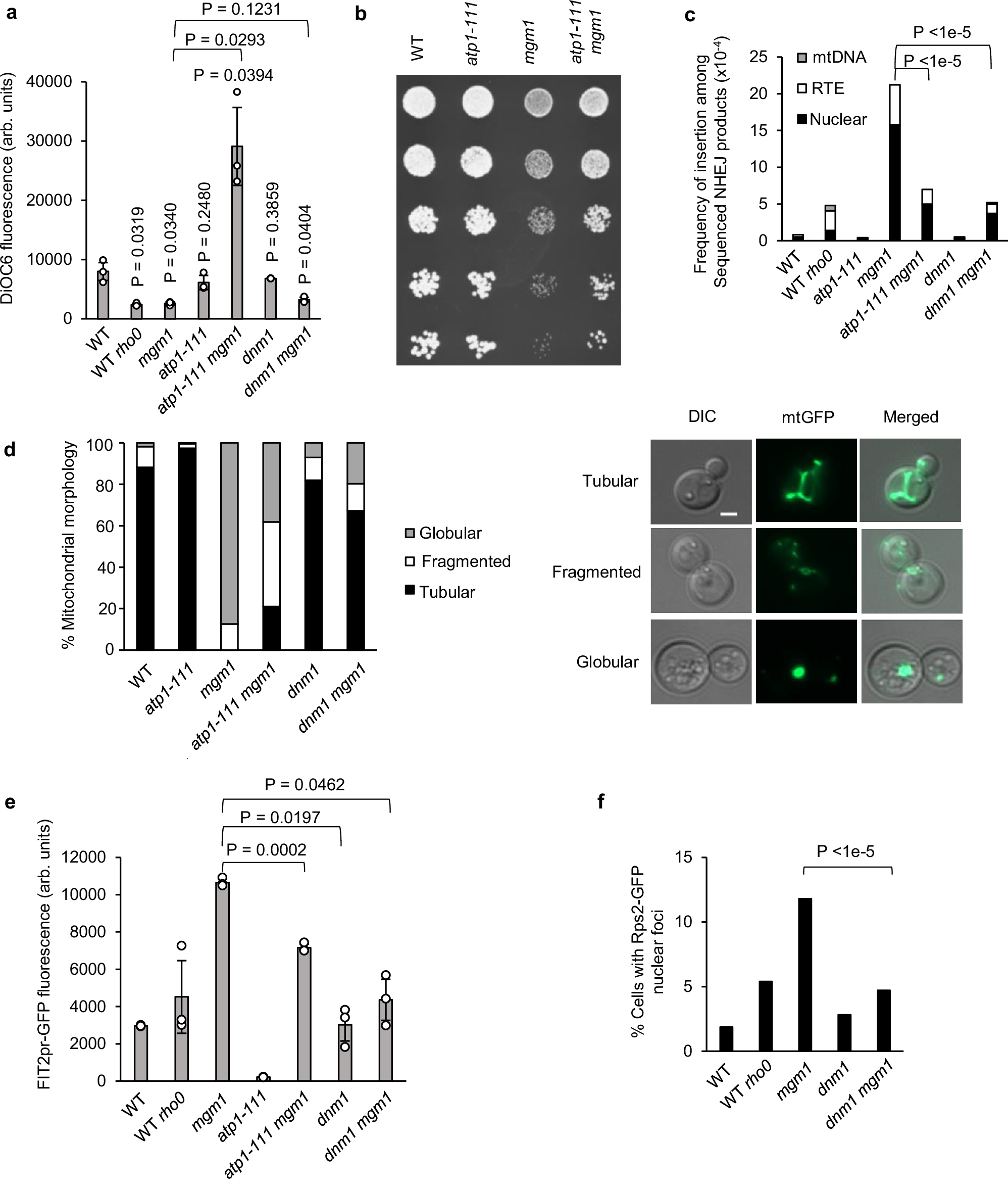 Fig. 3: Increased MMP suppresses mitochondrial fusion mutant phenotypes.