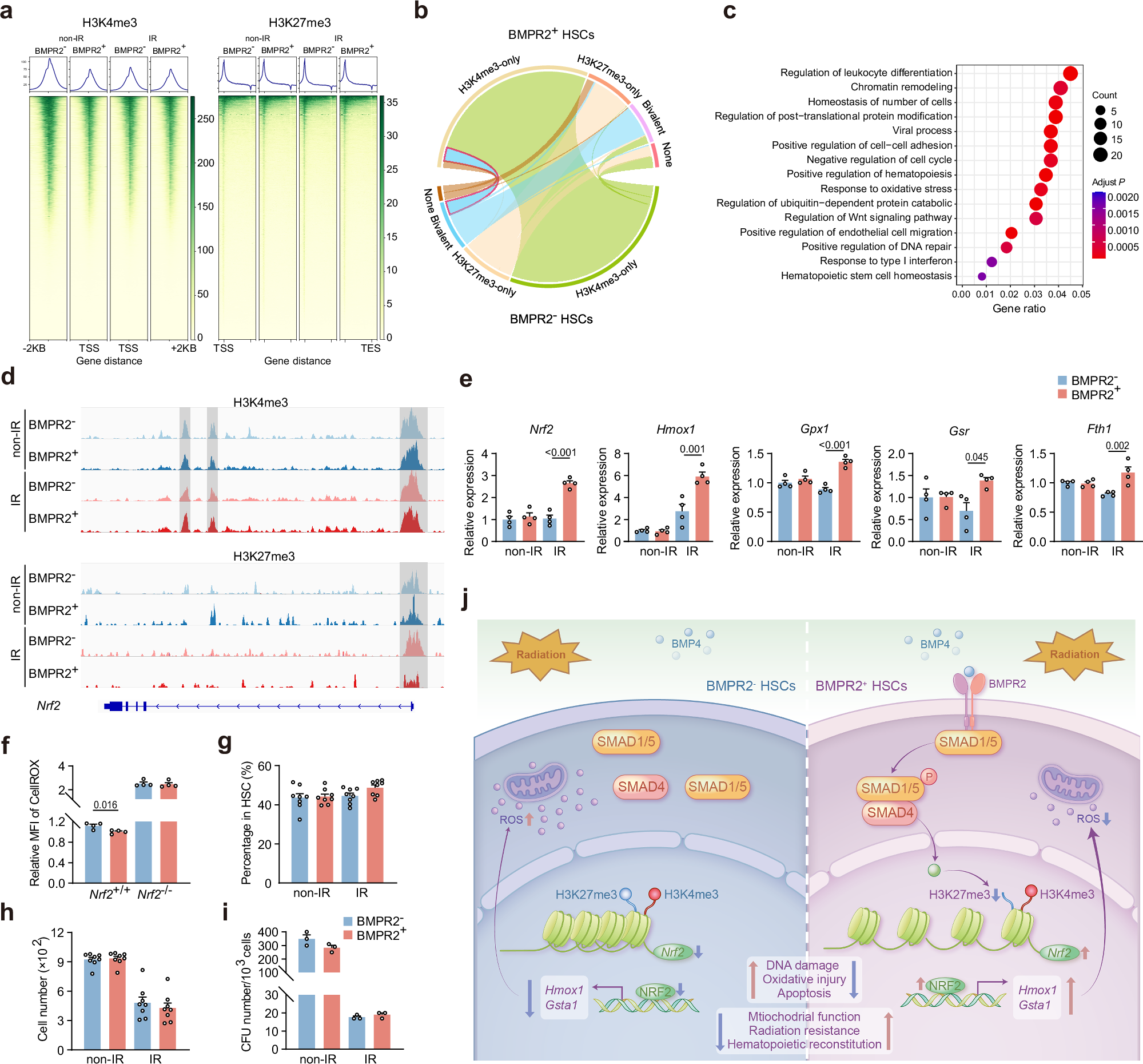 Fig. 8: Bivalent histone modifications switch the transcriptional status of Nrf2 in response to IR.