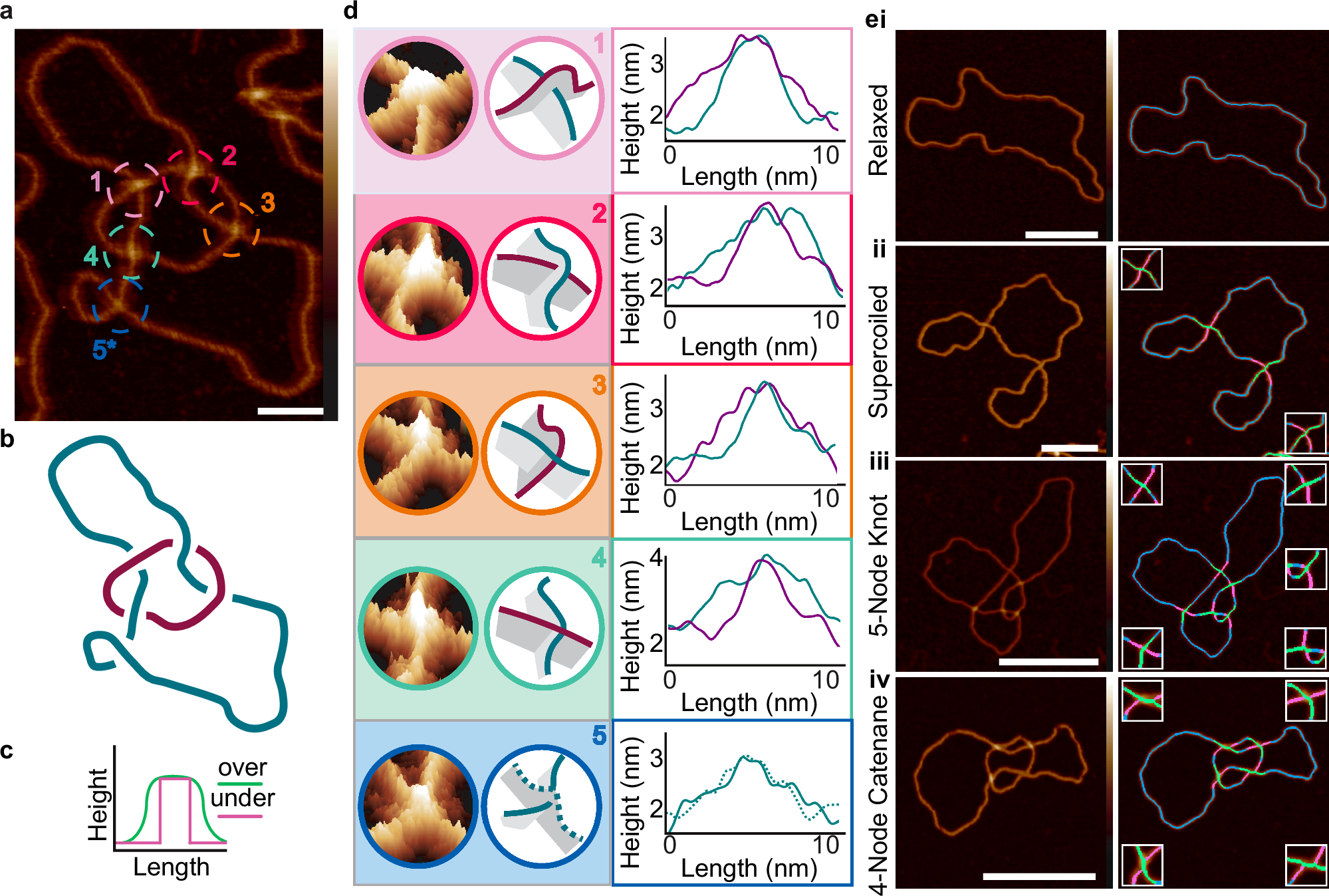 Fig. 1: Determining the topology of individual DNA molecules using AFM.
