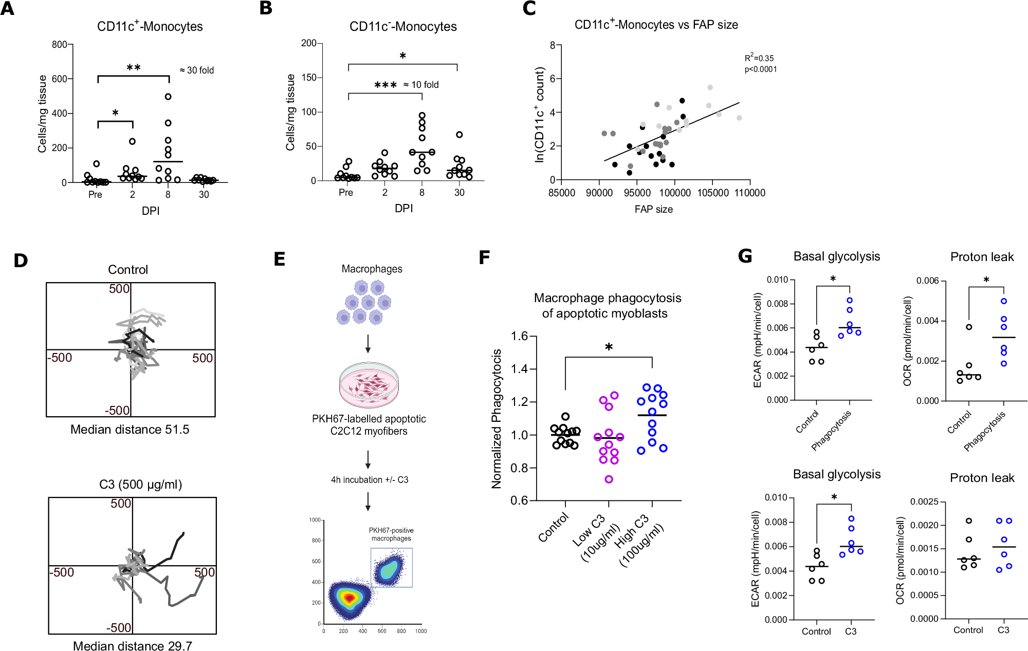 Fig. 4: Complement factor C3 and monocyte/macrophages in muscle regeneration.