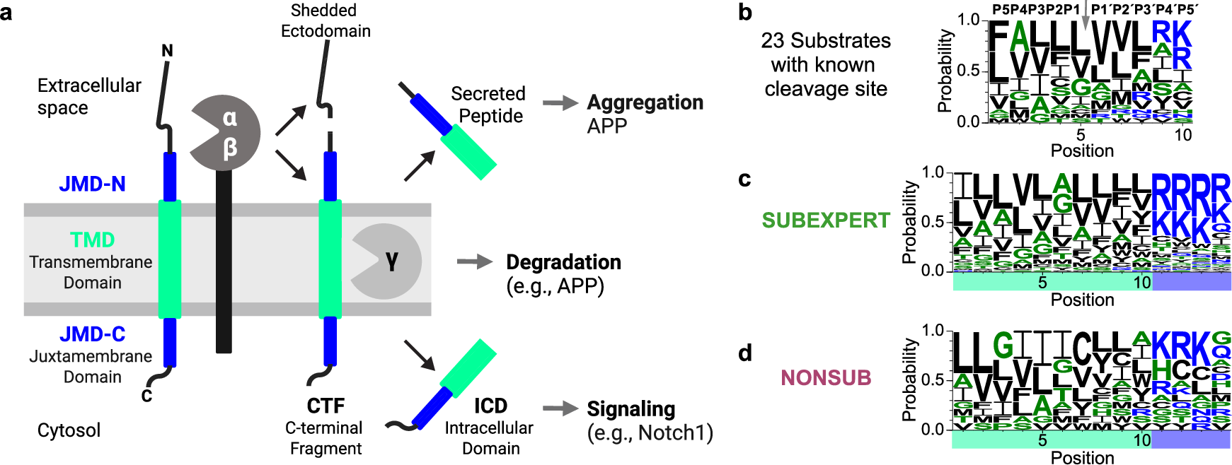 アルツハイマー病関連酵素の標的選択機構をAI解析(AI analysis: how an enzyme associated with Alzheimer’s chooses its target proteins)