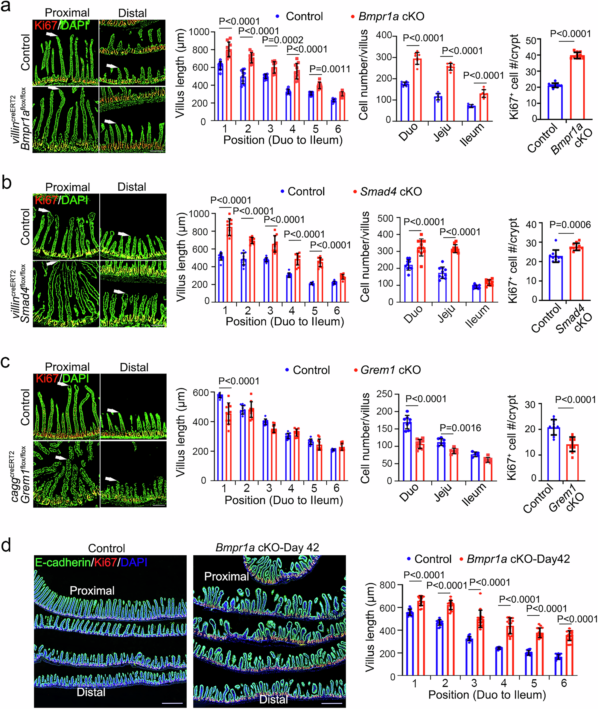 Fig. 3: BMP signaling regulates villus length.