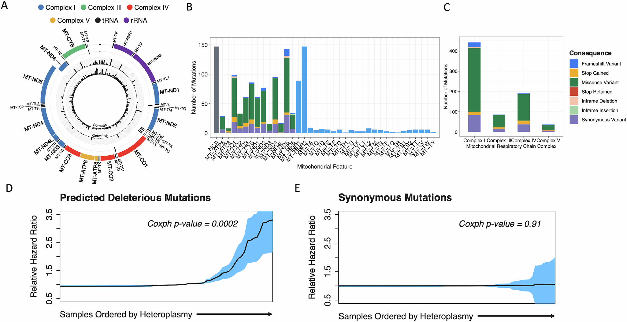 Fig. 5: Deleterious mtDNA mutation loads are a potent biomarker of overall survival.