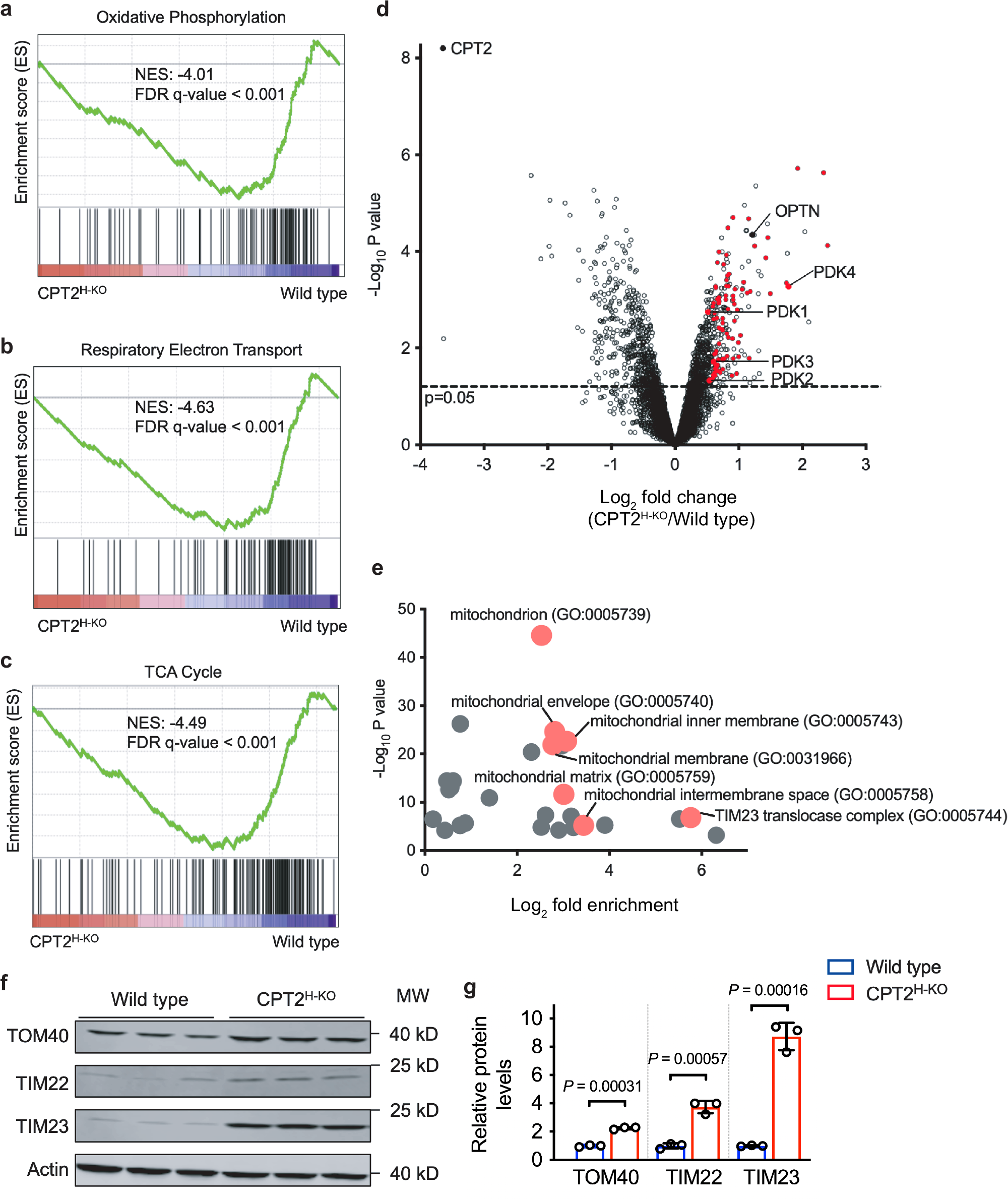 Fig. 3: Transcriptomics and proteomics analysis of CPT2H-KO mice.