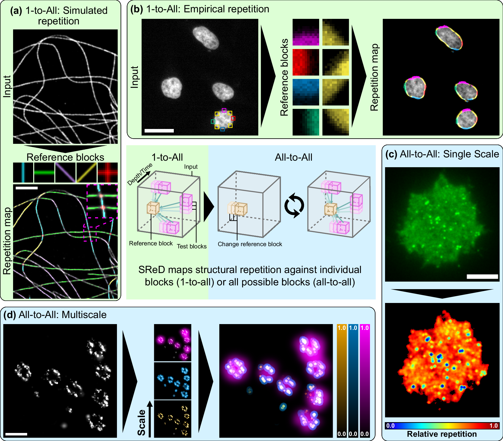 Fig. 1: Applications of the Structural Repetition Detector (SReD) algorithm in fluorescence microscopy.