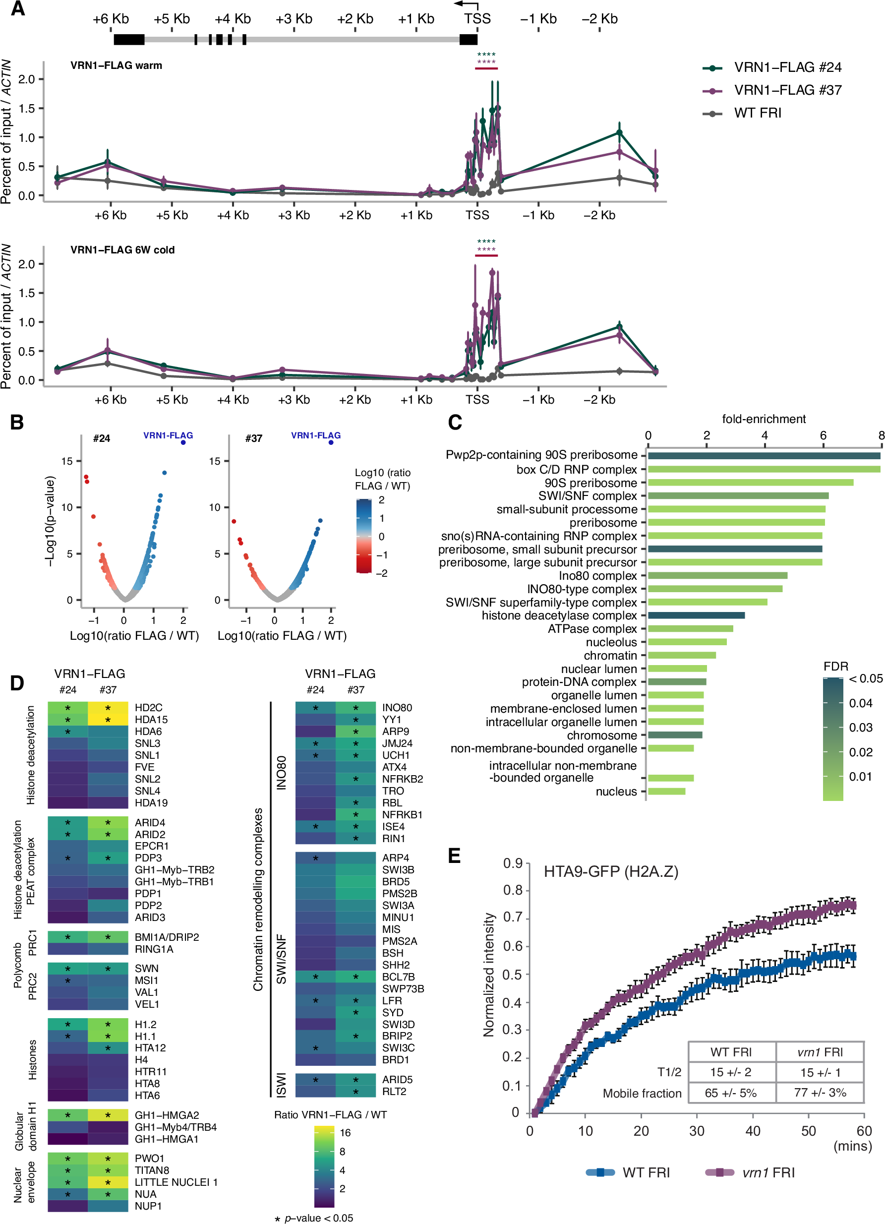 Fig. 2: VRN1 controls FLC chromatin dynamics.