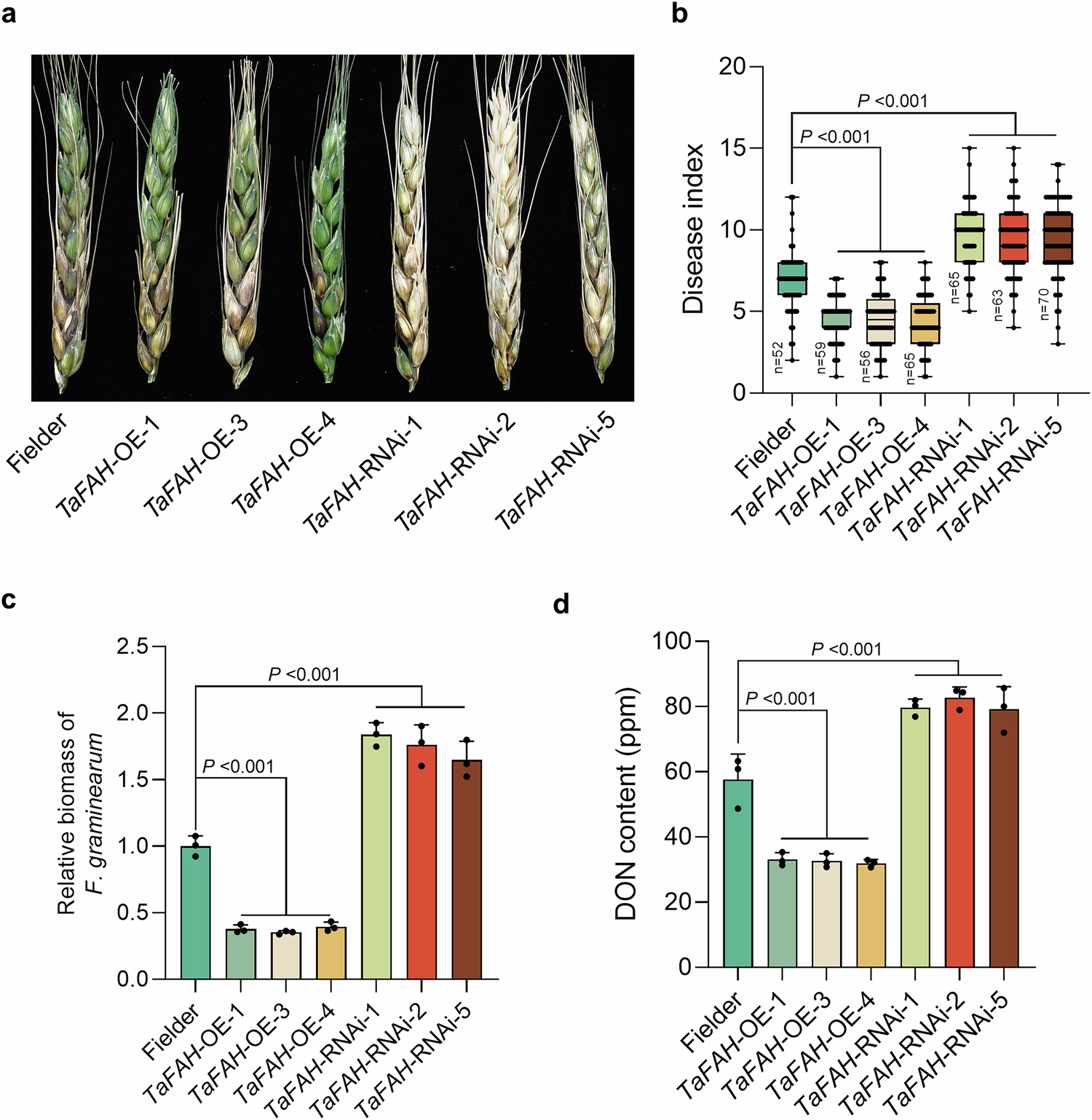 Fig. 5: TaFAH positively regulates wheat resistance to F. graminearum.