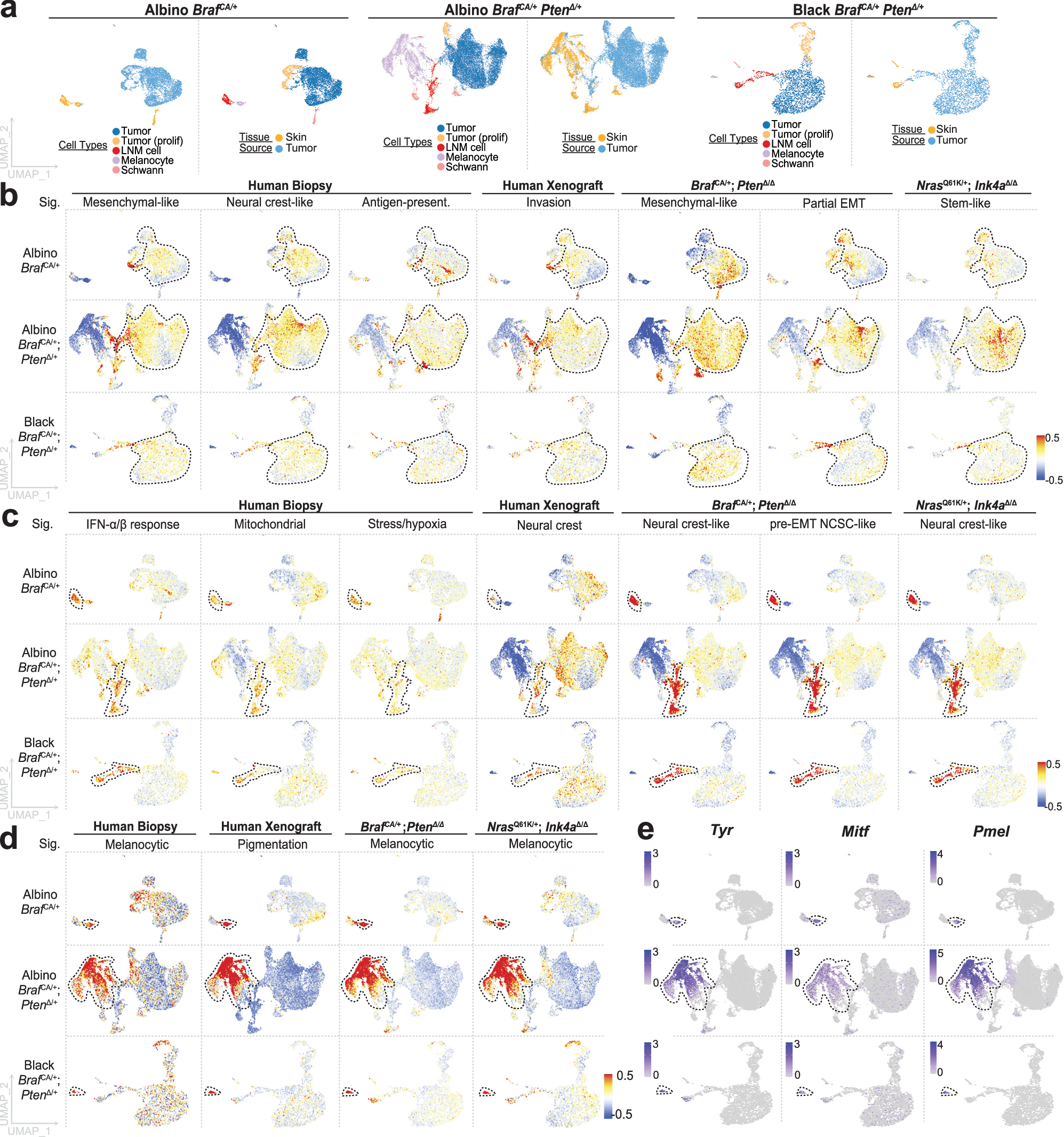 Fig. 4: Signatures of NC-derived populations conserved in mouse and human melanoma.