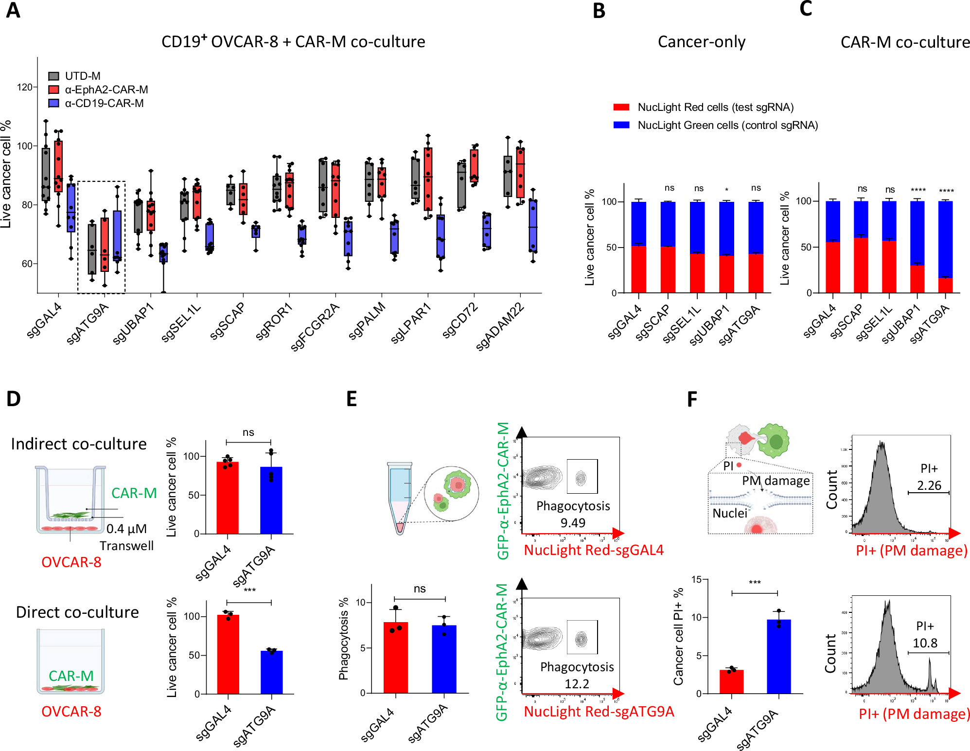 Fig. 2: ATG9A protects ovarian cancer cells from CAR-M-induced plasma membrane damage.