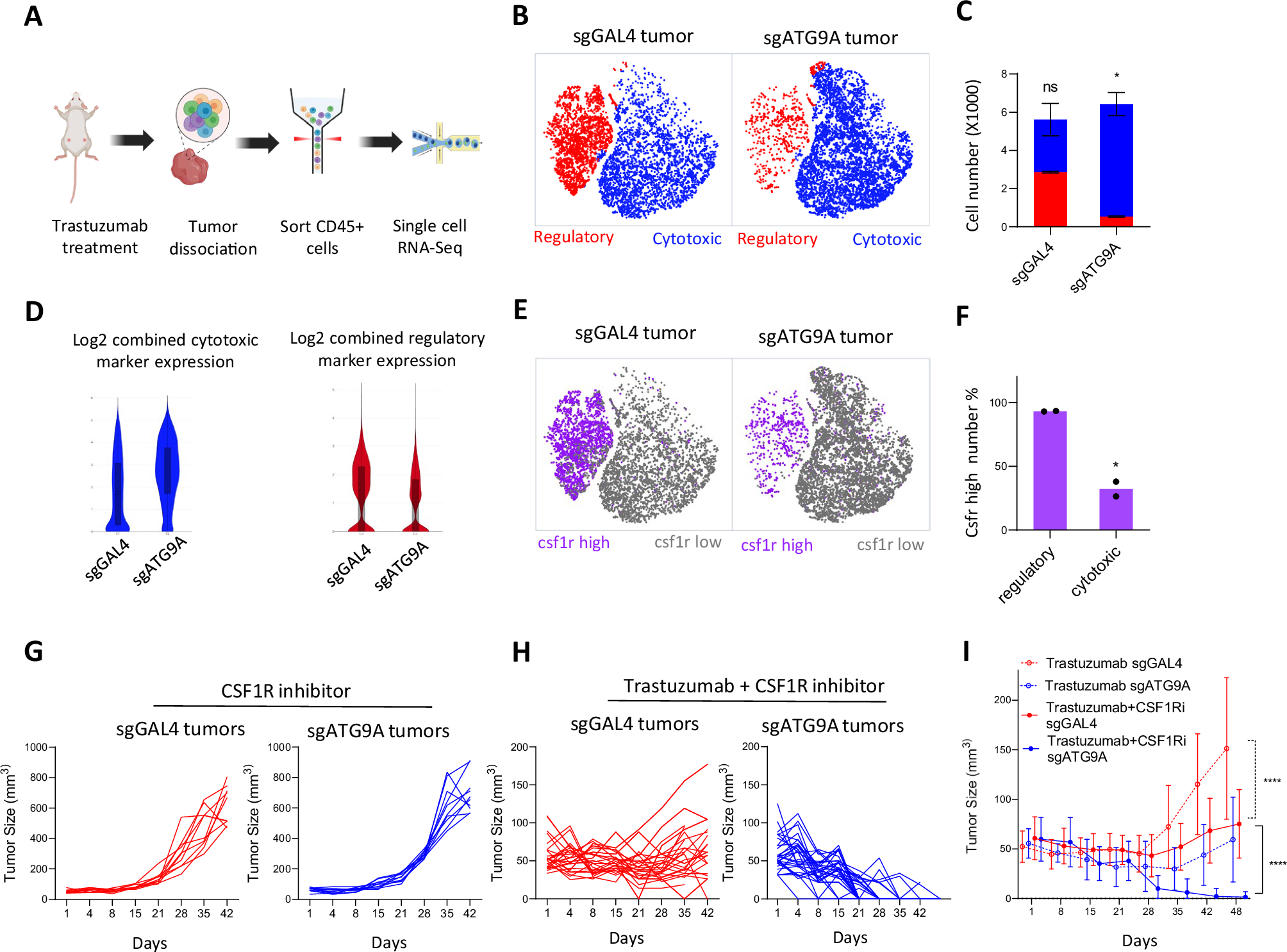 Fig. 9: Combination treatment with Trastuzumab and CSF1R inhibitor induces tumor regression in ATG9A KO tumors.