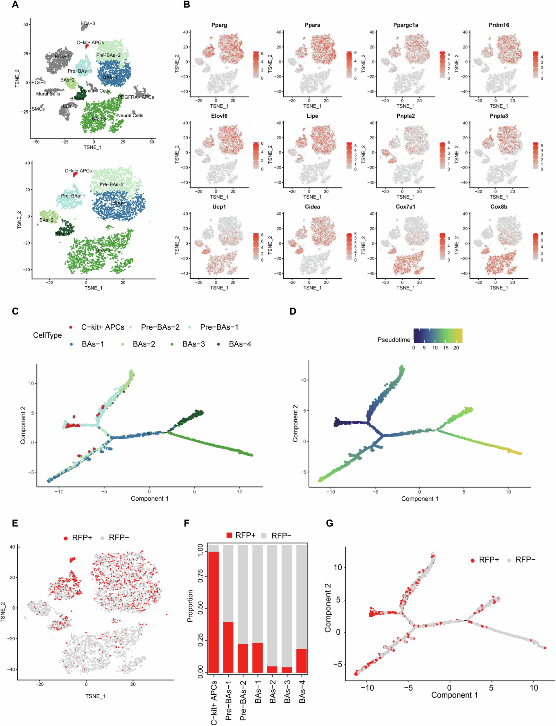Fig. 2: Lineage trajectory of c-kit+ cells in adipogenesis revealed their commitment to brown adipocytes.