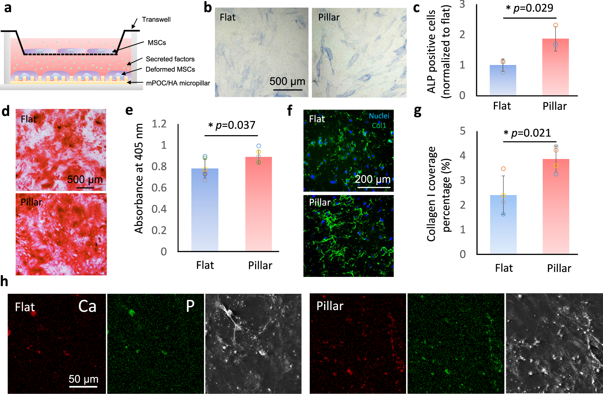Fig. 4: The paracrine effect of cells with/without nuclear deformation tested through transwell assay.