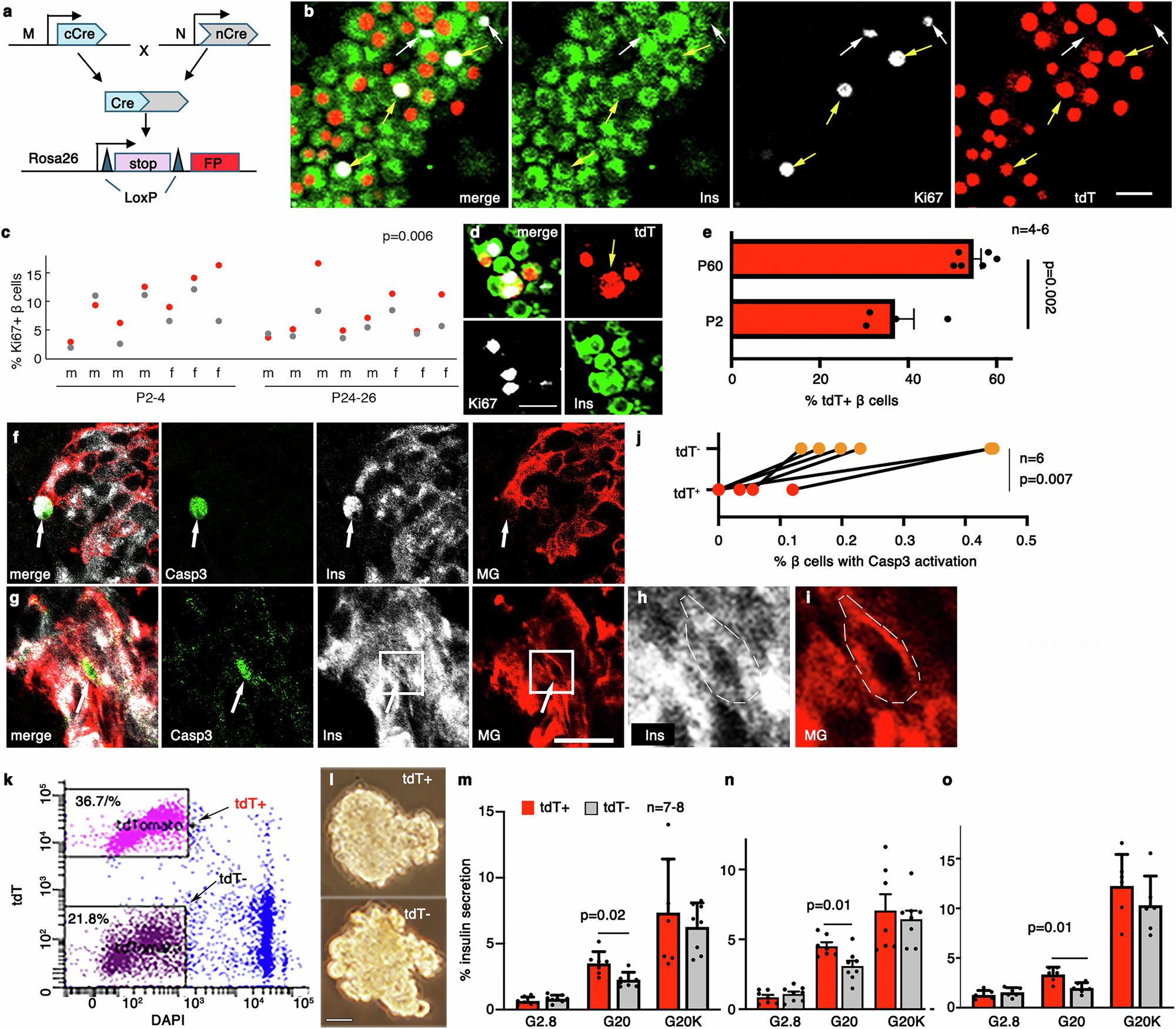 Fig. 1: M+N+ and M-N+ progenitor-derived β cells have different proliferation rate, viability, and secretory function.