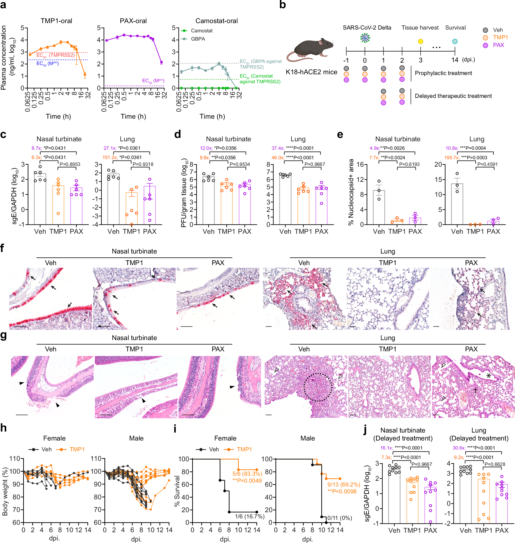 Fig. 2: The in vivo antiviral efficacy of prophylactic and therapeutic TMP1 treatment against SARS-CoV-2 infection.