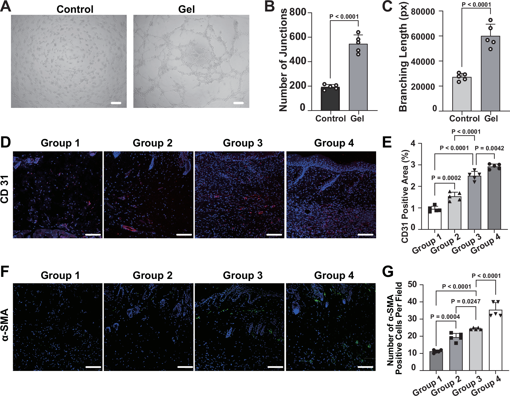 Fig. 5: Angiogenesis and vascularization analysis during the wound healing process.