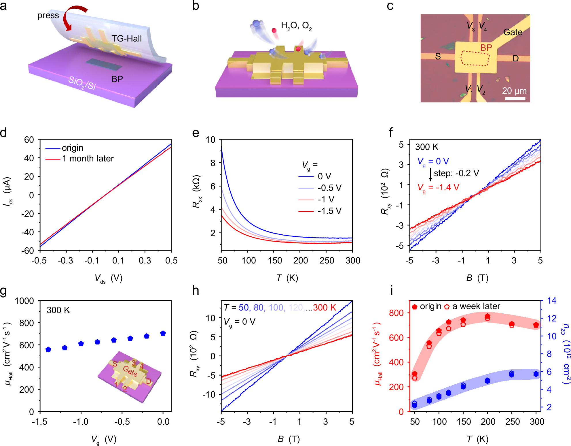 Fig. 5: As-transferred top-gated Hall device used to perform multi-terminal electrical measurements on air-sensitive black phosphorus (BP).