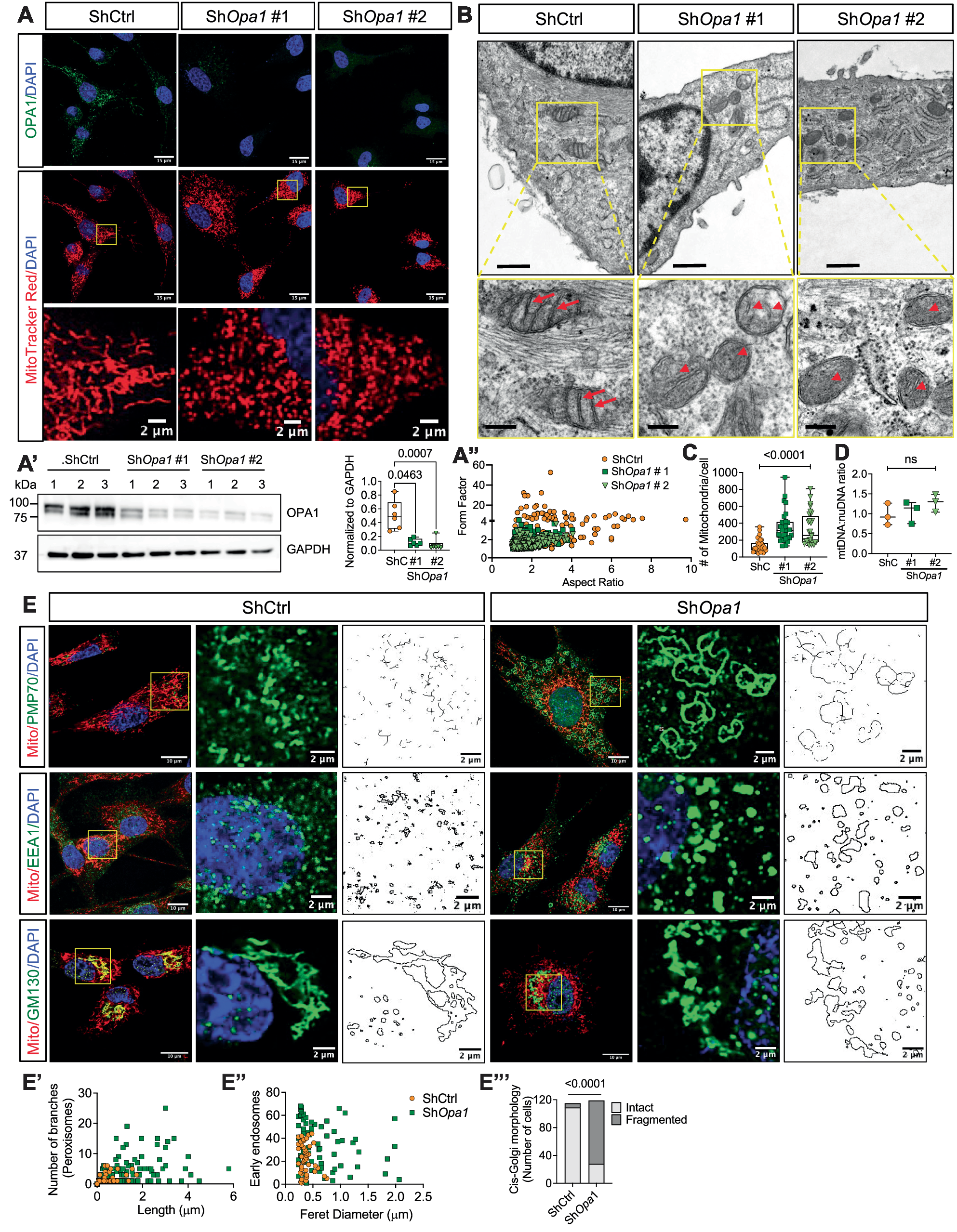 Fig. 1: OPA1 maintains mitochondrial and multiple organelle morphology in NP cells.