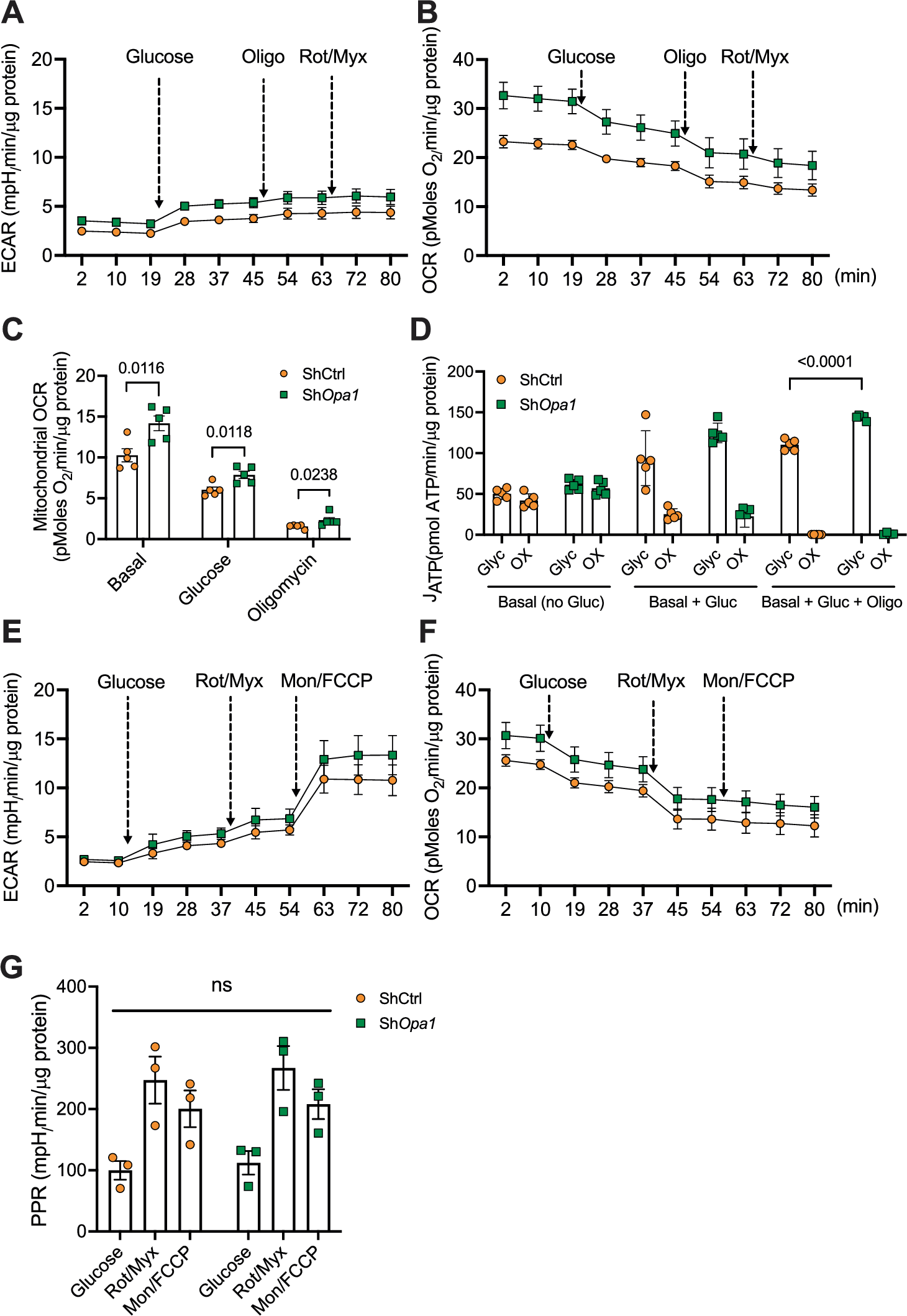 Fig. 3: OPA1-deficient NP cells show dysregulated bioenergetics.