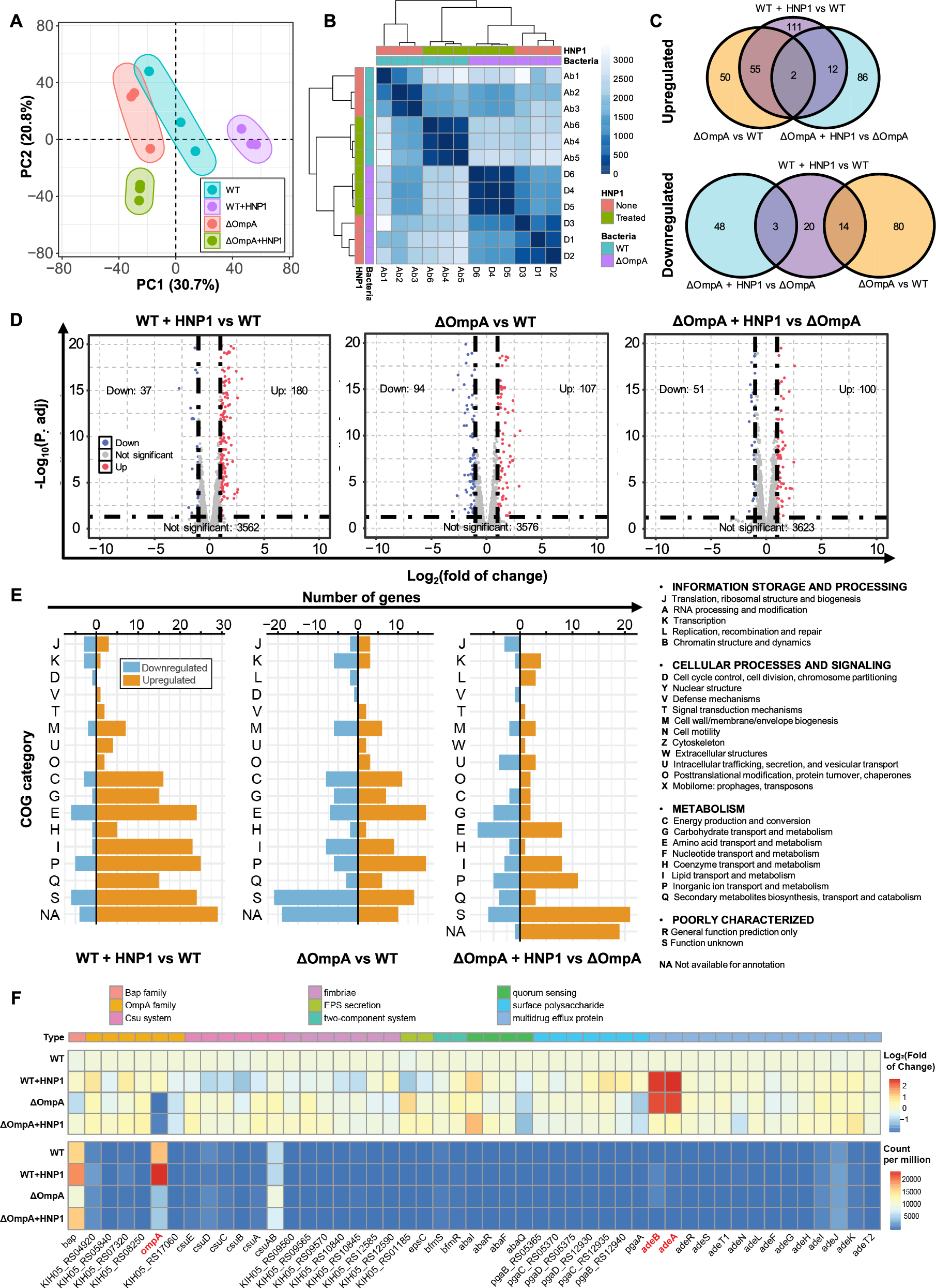 Fig. 7: HNP1 affects the metabolism of A. baumannii while exhibiting minimal effects on biofilm-related gene transcription.