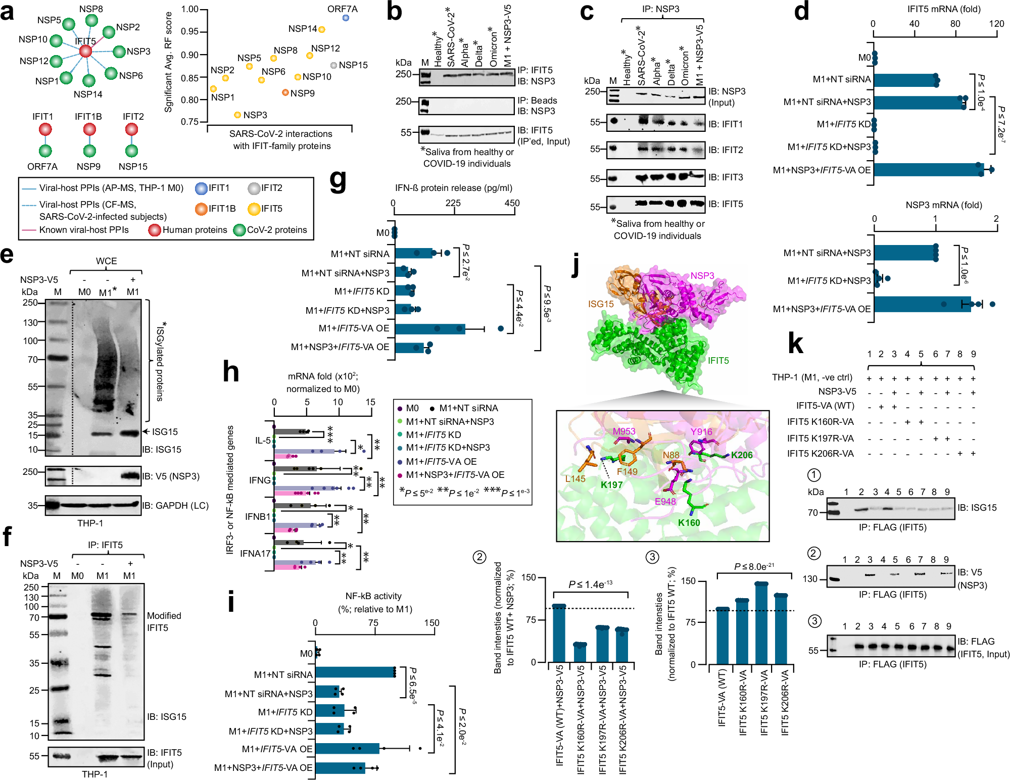 Fig. 6: NSP3 antagonizes IFIT5 to evade innate immunity.
