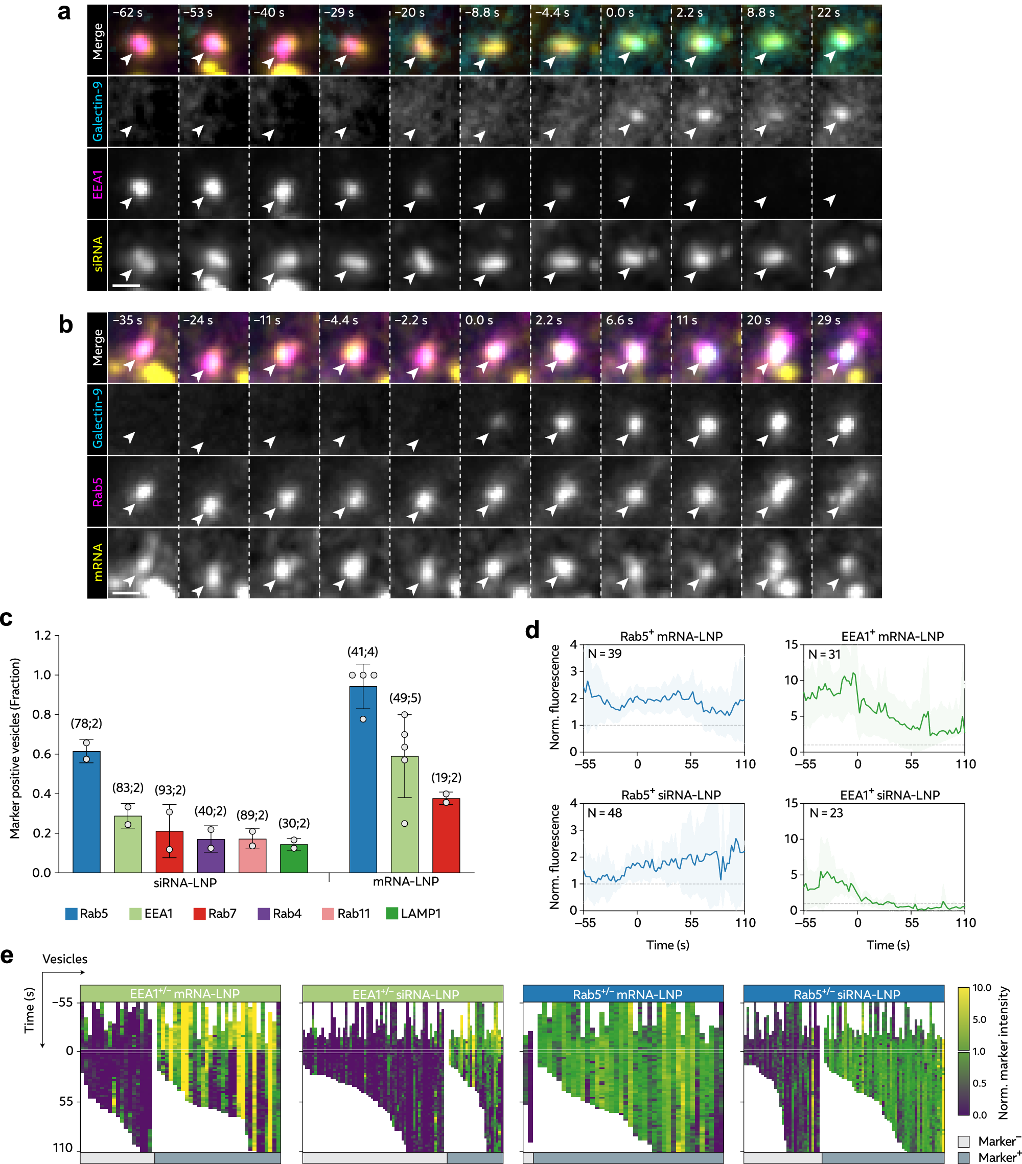 Fig. 3: LNPs damage Rab5+ EEA1+/– early endosomes to promote cytosolic RNA release.