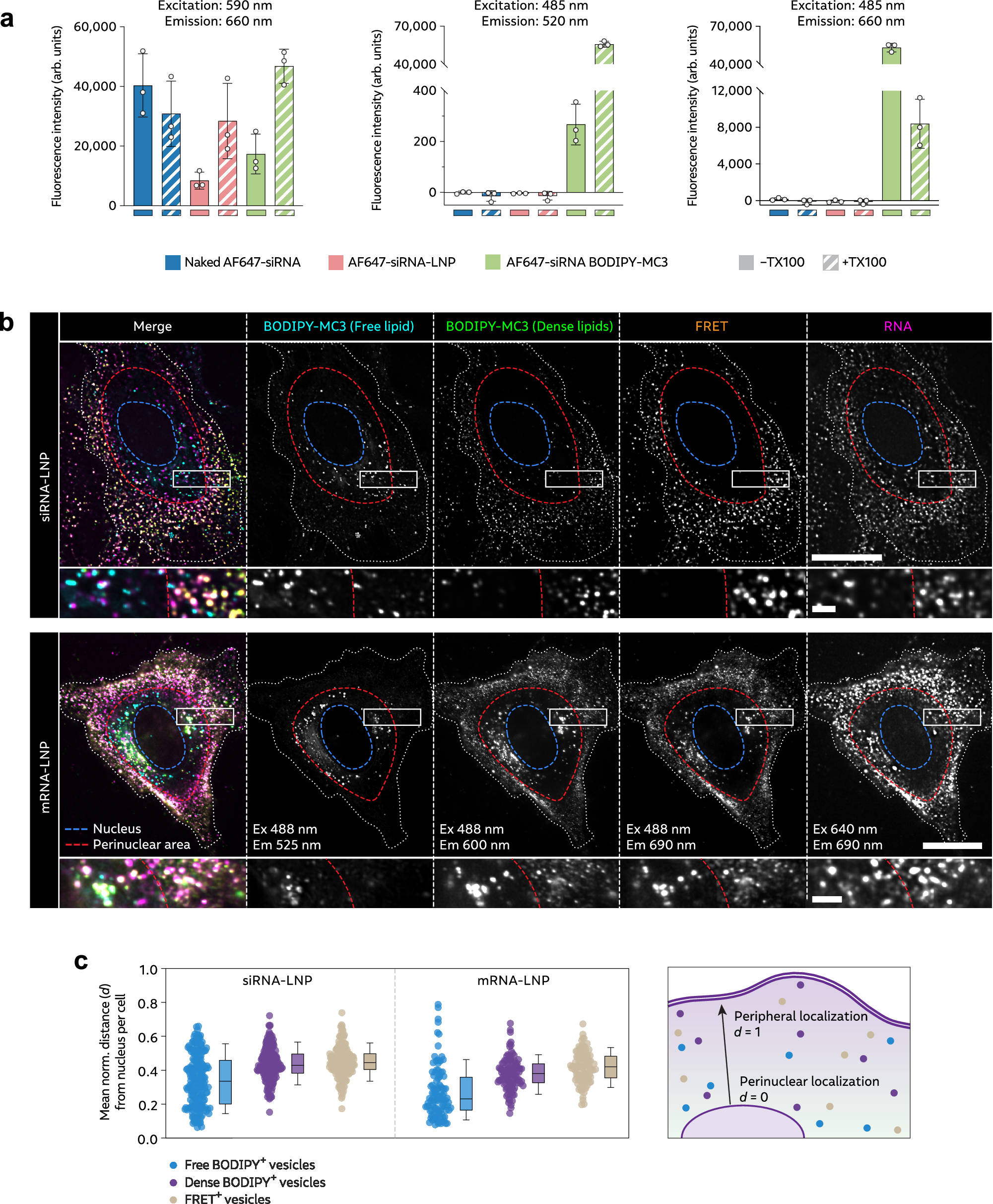 Fig. 5: Fluorescence profiling of BODIPY-MC3 containing LNPs reveals different spatial distribution of intact and disintegrated LNPs.