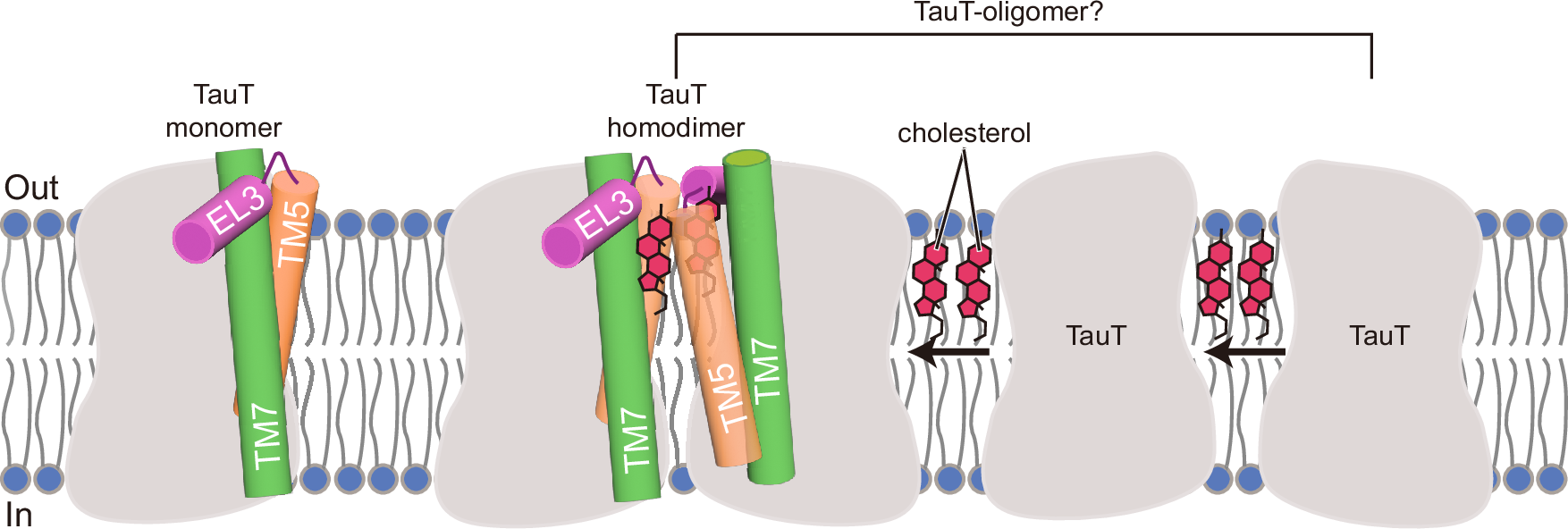 Fig. 5: Models of the cholesterol-mediated oligomeric assembly of TauT.