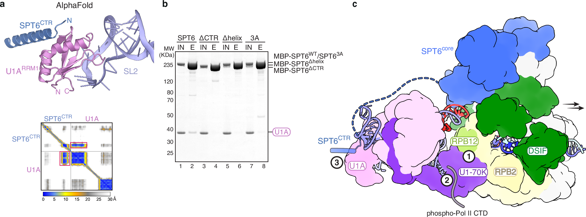 Fig. 4: Three contact points facilitate the recruitment of U1 snRNP to the elongating Pol II.