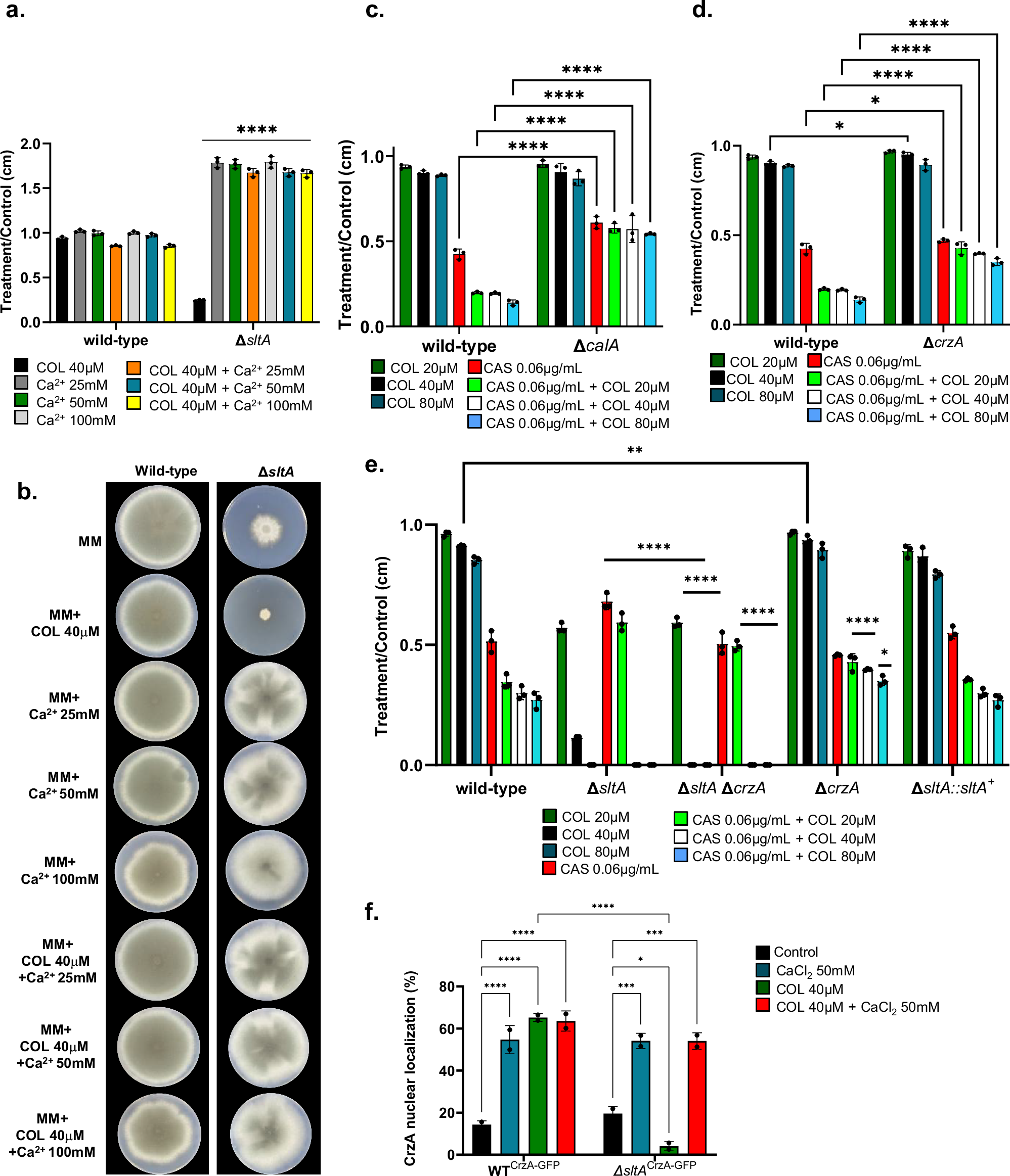Fig. 7: The calcineurin signaling pathway is important for COL bioactivity.
