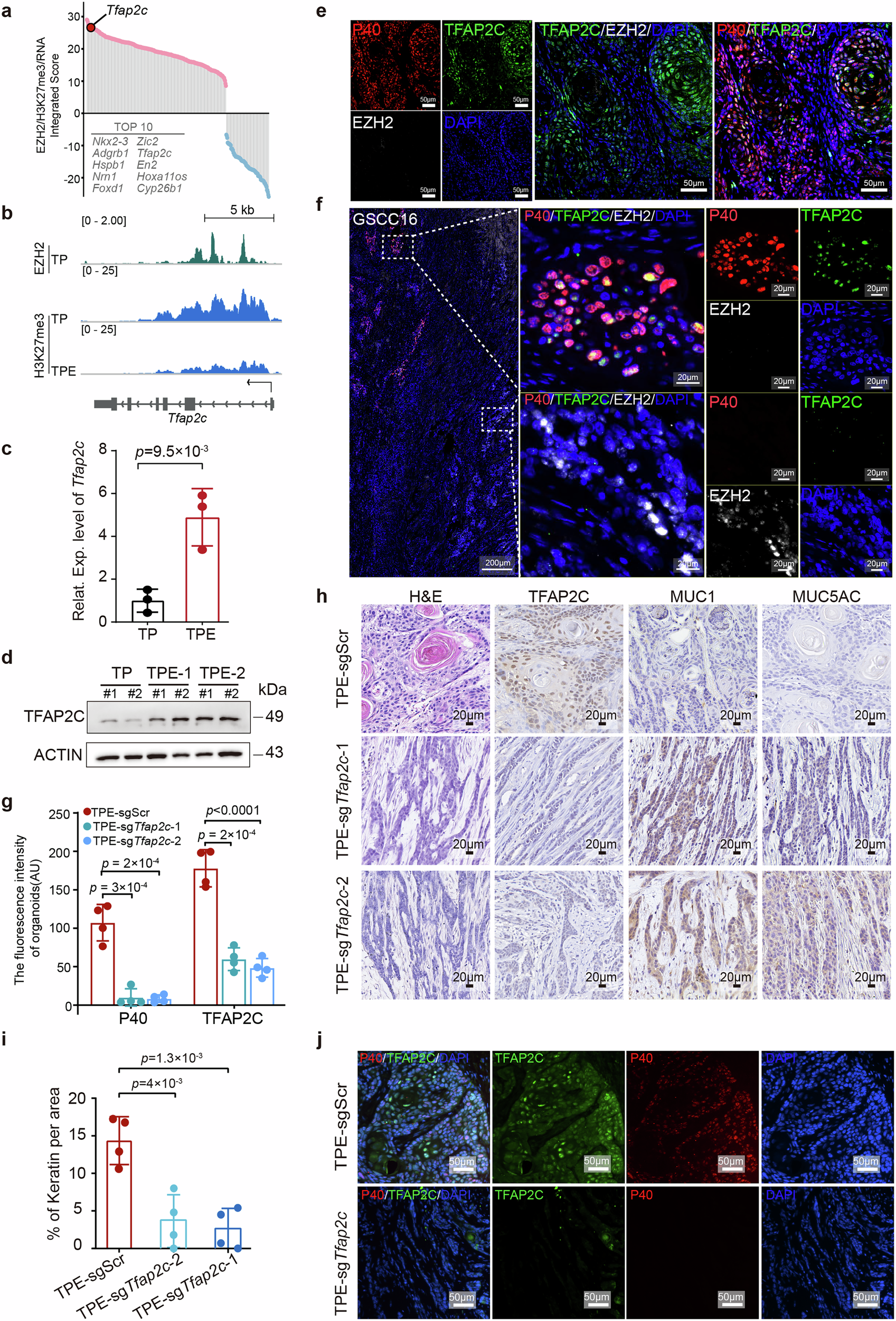 Fig. 5: TFAP2C is upregulated in GSCC and disruption of TFAP2C inhibits the squamous features of TPE GSCC tumors.