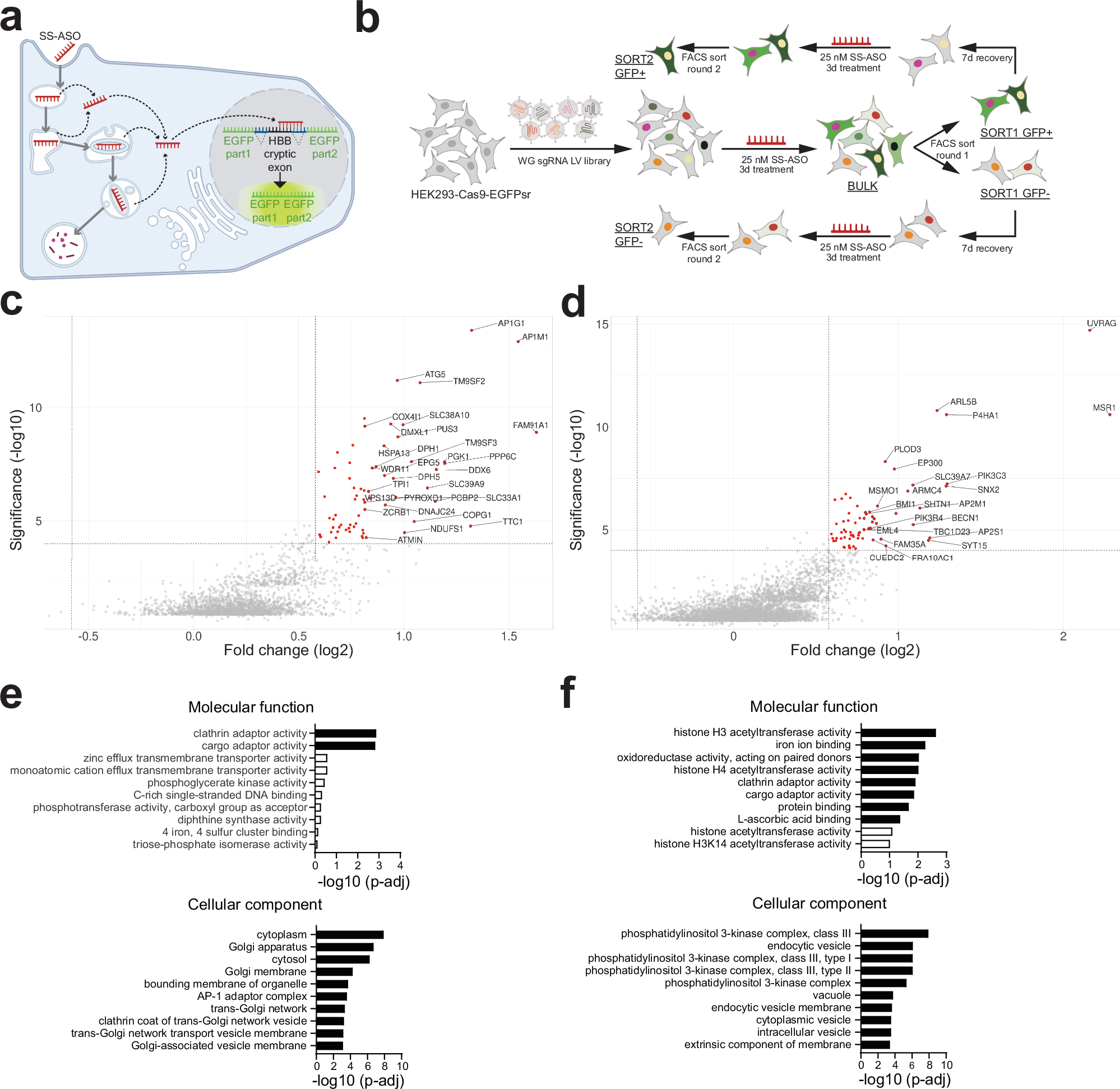 A CRISPR/Cas9 screen reveals proteins at the endosome-Golgi interface that  modulate cellular anti-sense oligonucleotide activity | Nature  Communications