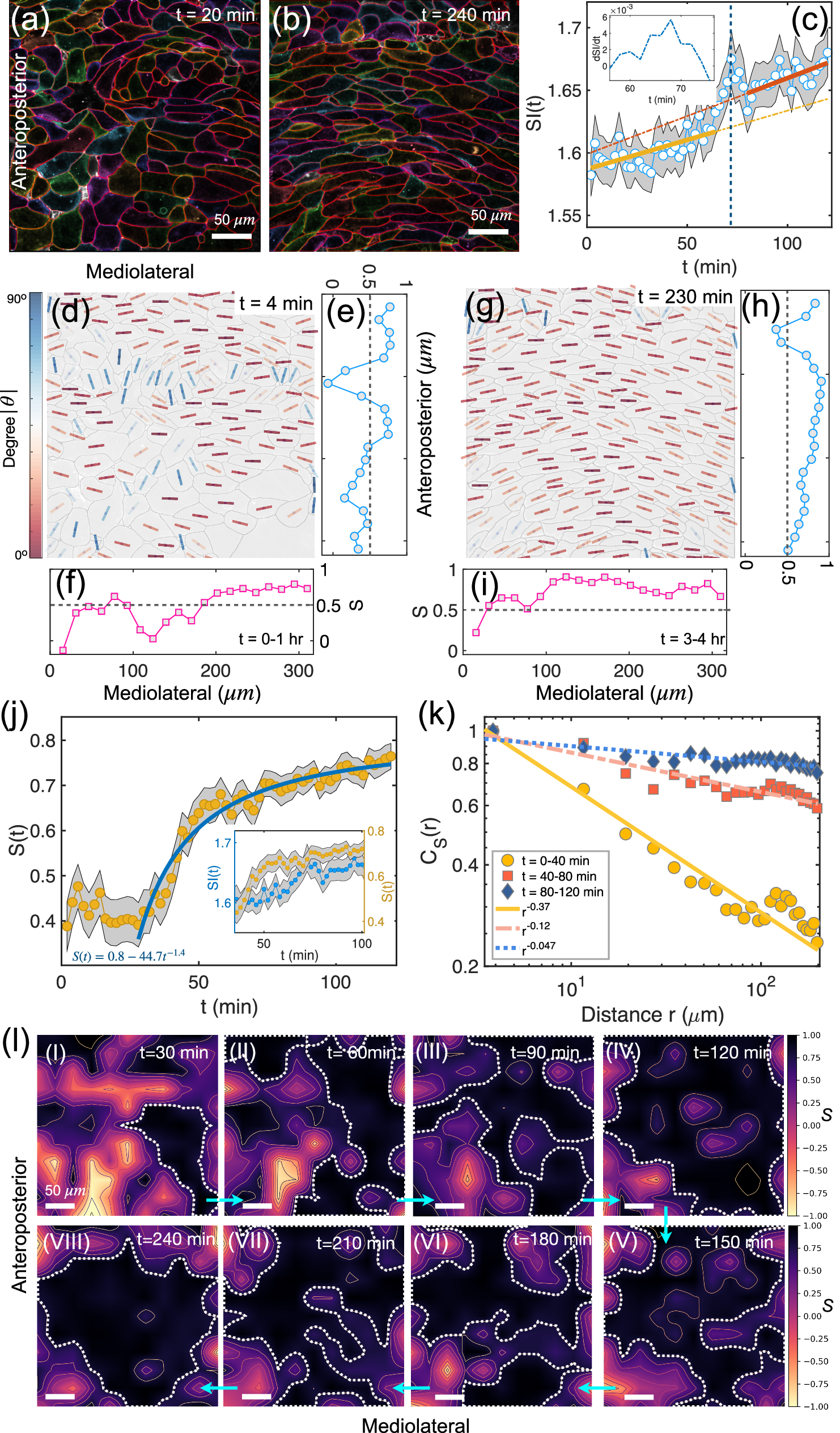 Fig. 2: Emergence of a nematic phase during Xenopus CE.