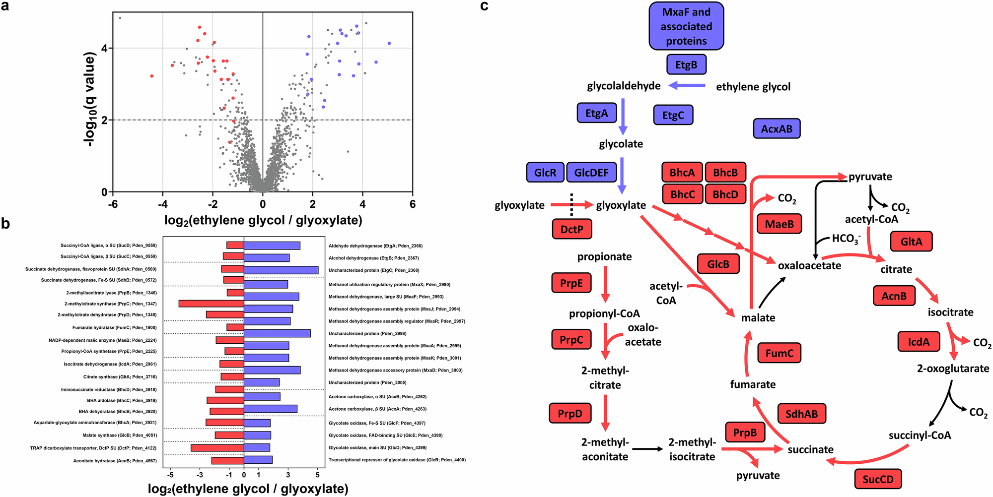 Fig. 3: Proteome analysis of P. denitrificans growing on ethylene glycol.