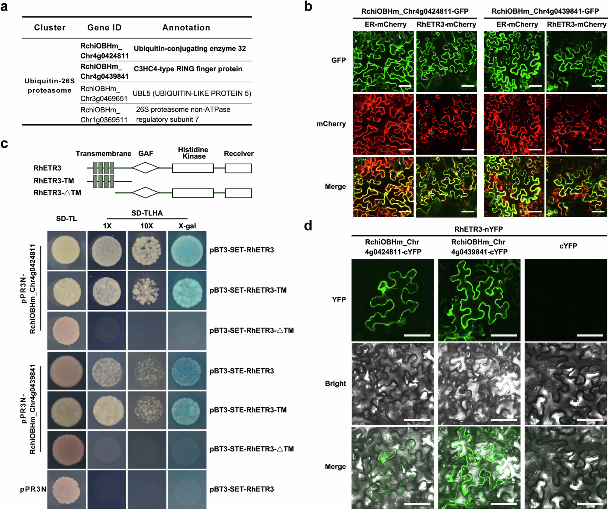 Fig. 2: RhETR3 physically interacts with RchiOBHm_Chr4g0424811 and RchiOBHm_Chr4g0439841 in vivo and in planta.