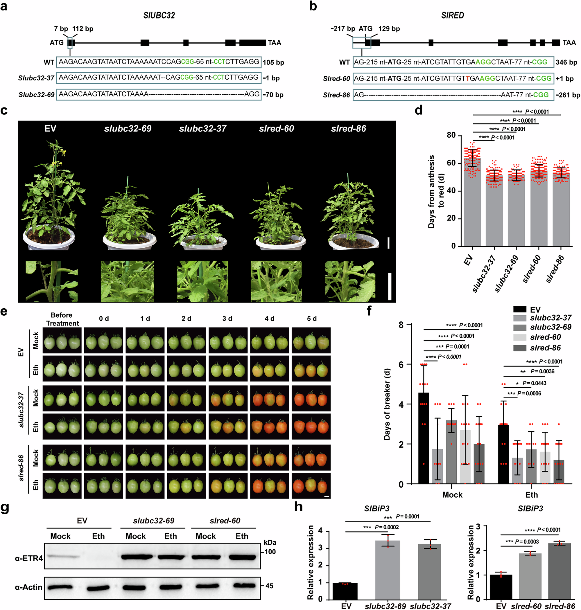Fig. 7: slubc32 and slred lines displayed ethylene-hypersensitive phenotypes.