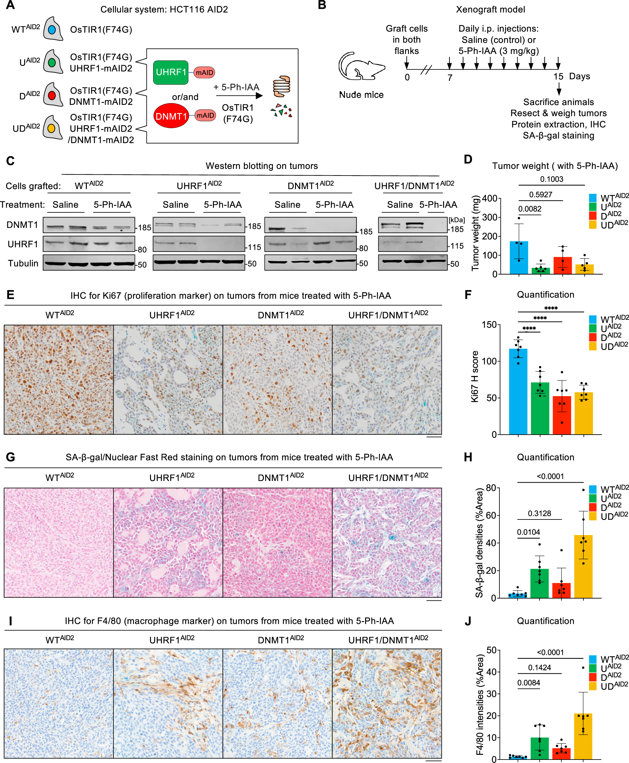 Fig. 6: Senescence caused by loss of DNA methylation also occurs in vivo.
