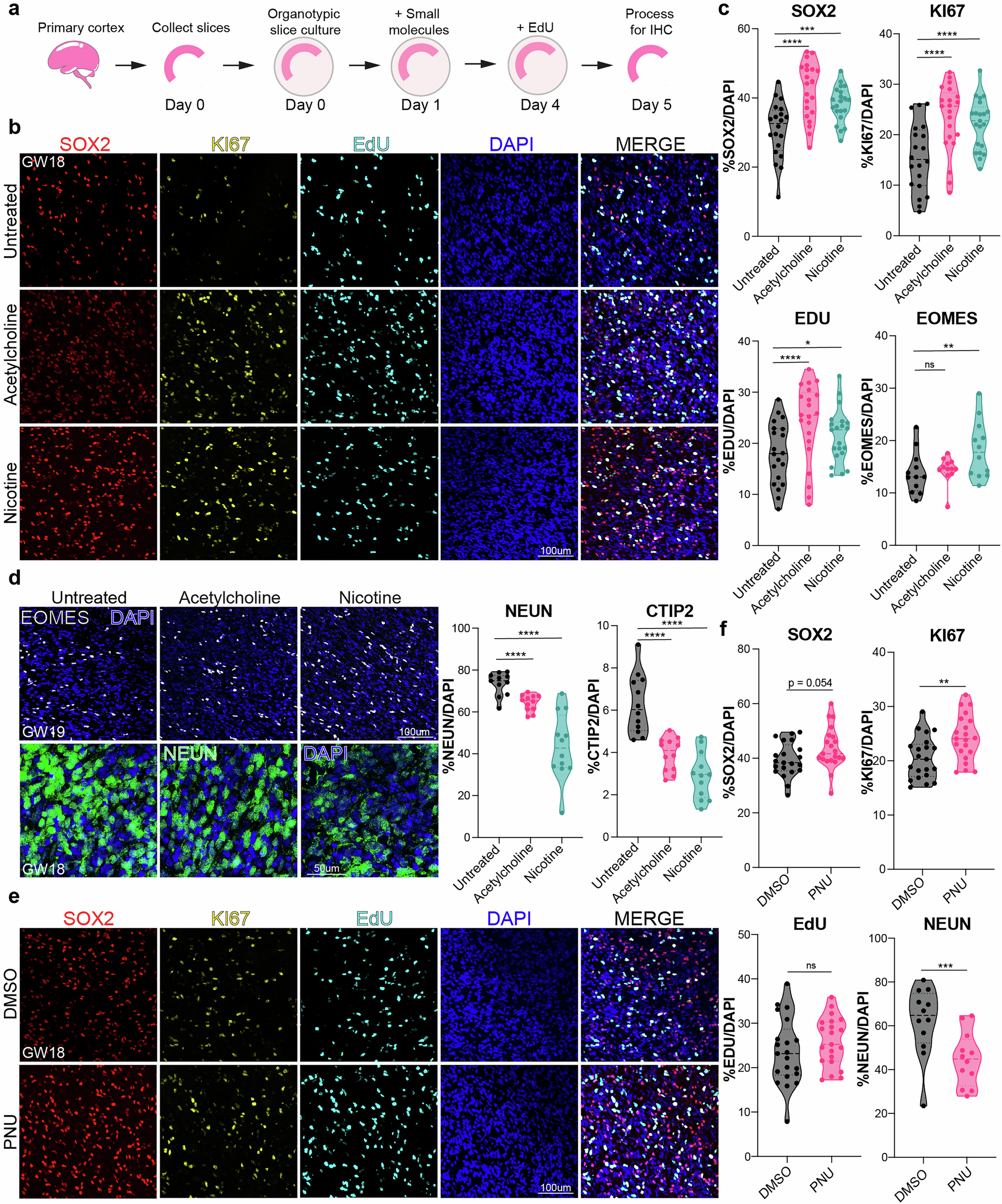 Fig. 3: Activation of cholinergic signaling in primary cortical organotypic slices by agonist treatment increases progenitor cells and inhibits neuronal differentiation.