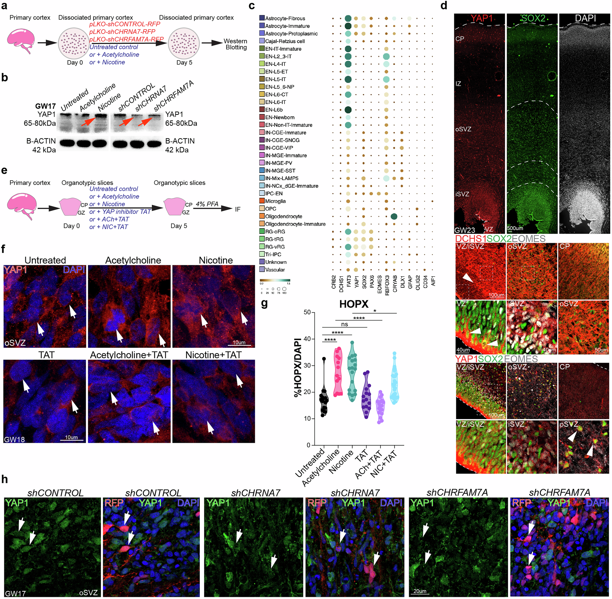 Fig. 7: Hippo signaling effector YAP1 is downstream of cholinergic signaling.