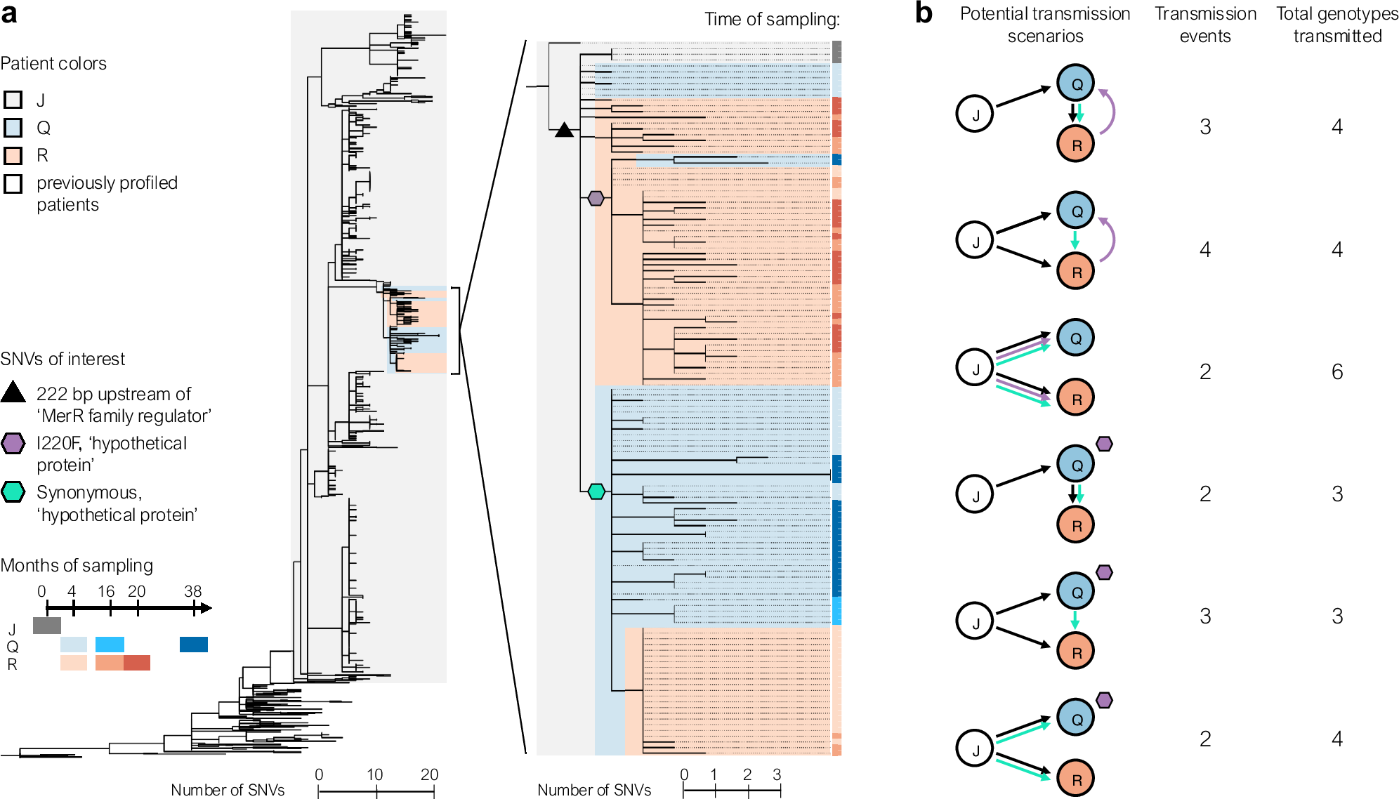 Fig. 2: In early infection establishment, multiple B. dolosa clones are transmitted between CF patients.