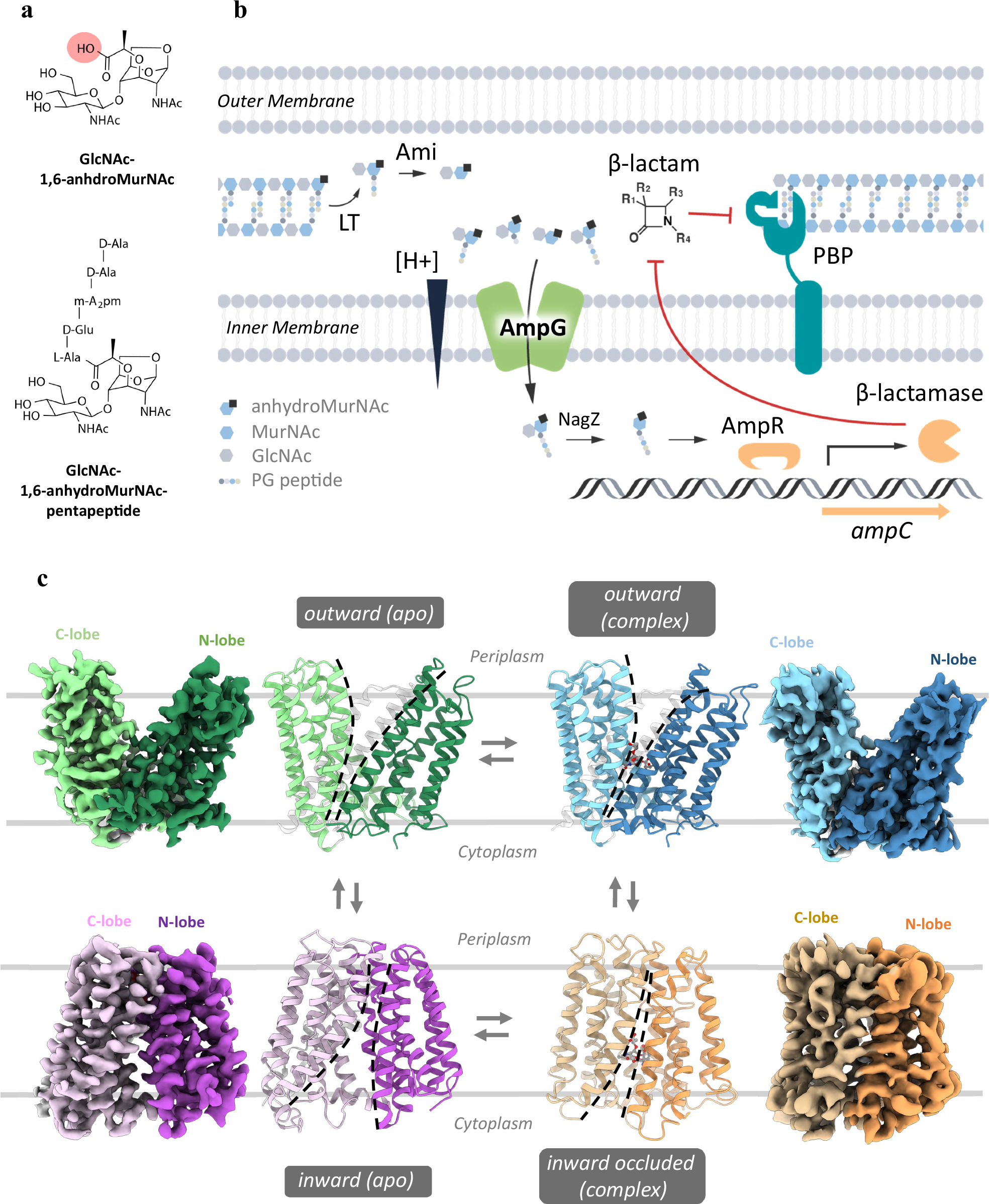 Fig. 1: β-Lactam antibiotic resistance mechanism and overall structures of AmpG.