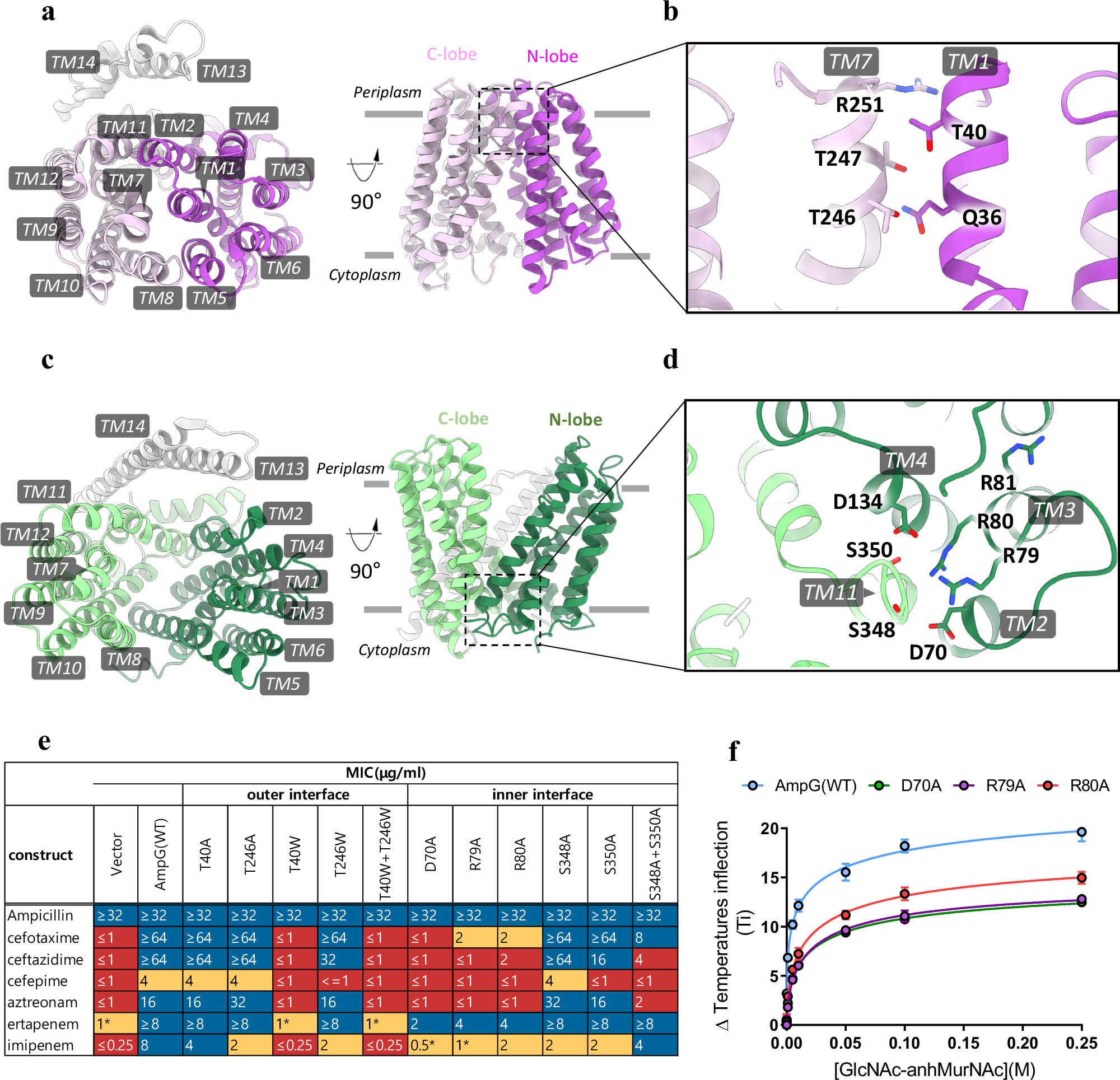 Fig. 2: Detailed structure of apo AmpG in inward and outward states and functional verification of contact residues.