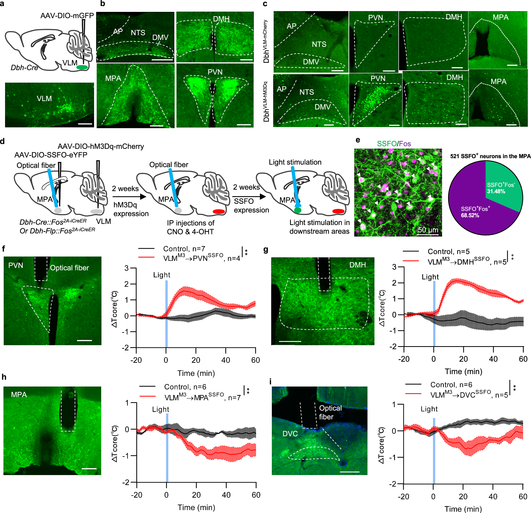 Fig. 6: Downstream neurons of VLM-CA in DVC and MPA regulate body temperature.