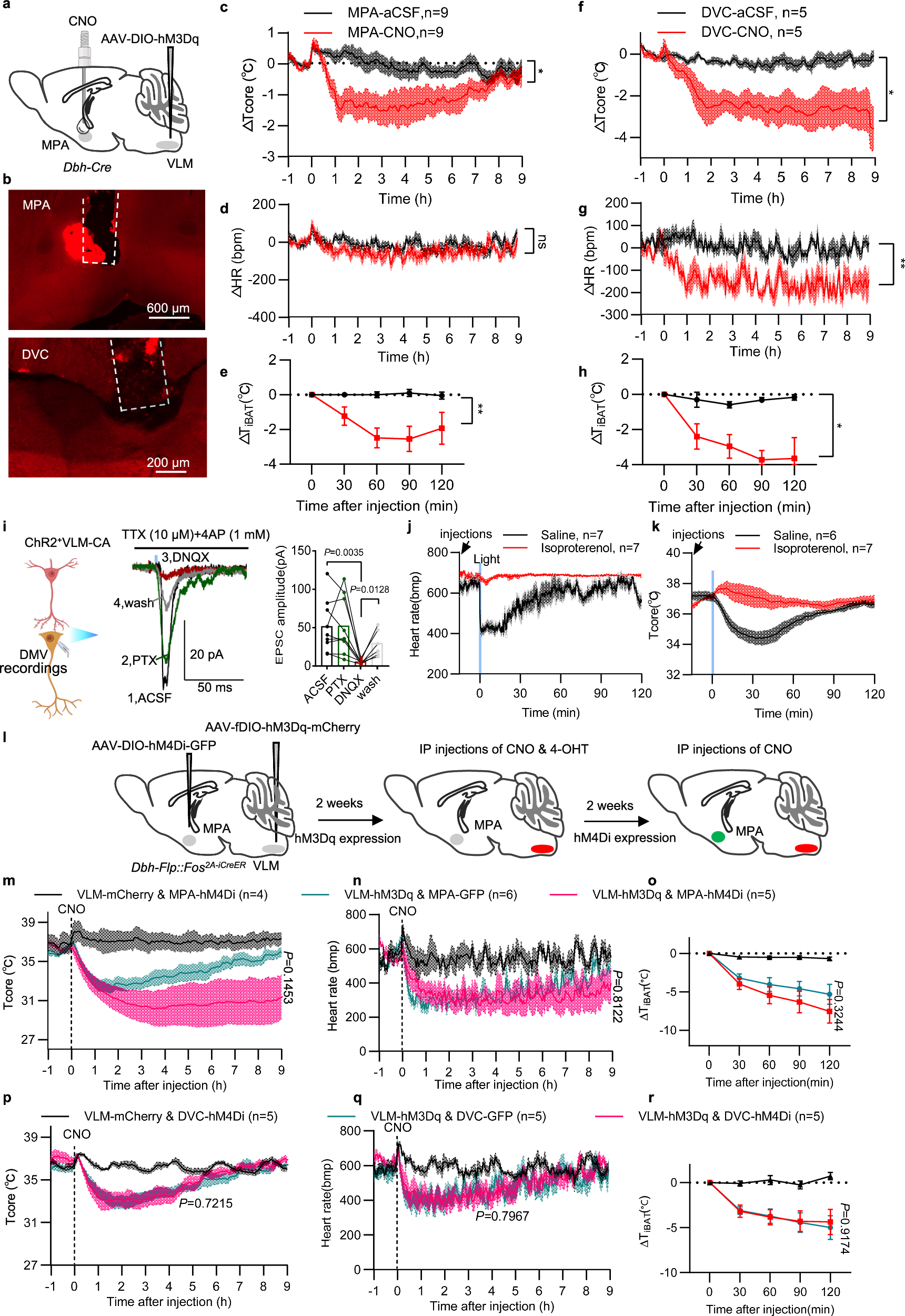 Fig. 7: Functional roles of the VLMDbh → DVC and VLMDbh → MPA neural circuits in body temperature and heart rate regulation.
