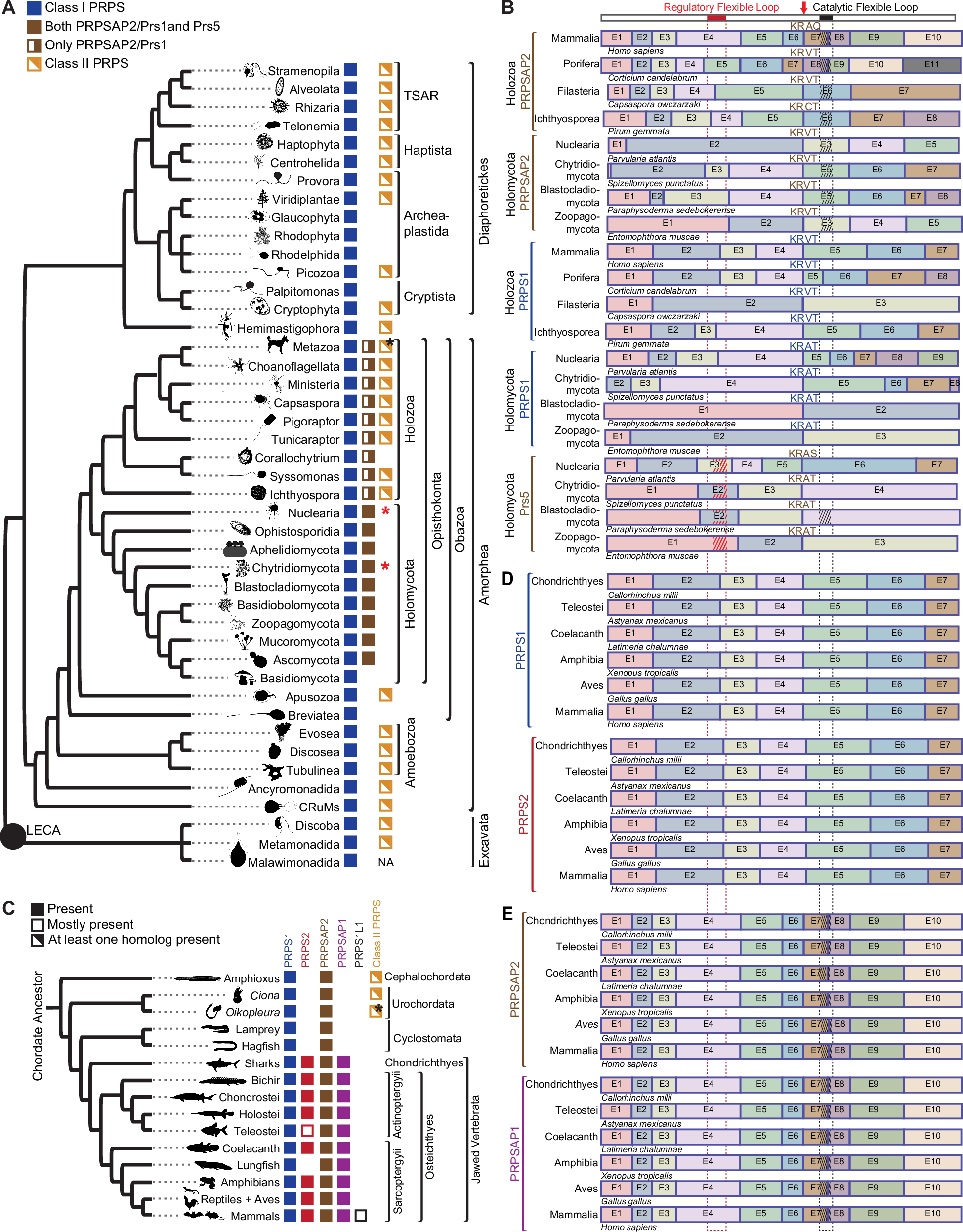 Fig. 1: Loss of Class II PRPS associated with expanded Class I PRPS homolog repertoire.